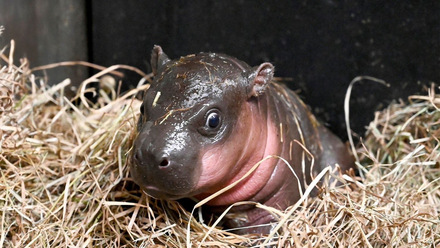 キッズ・ファミリー Hippo goes overseas Moo Deng mania: Where to see baby pygmy hippos in the U.S.