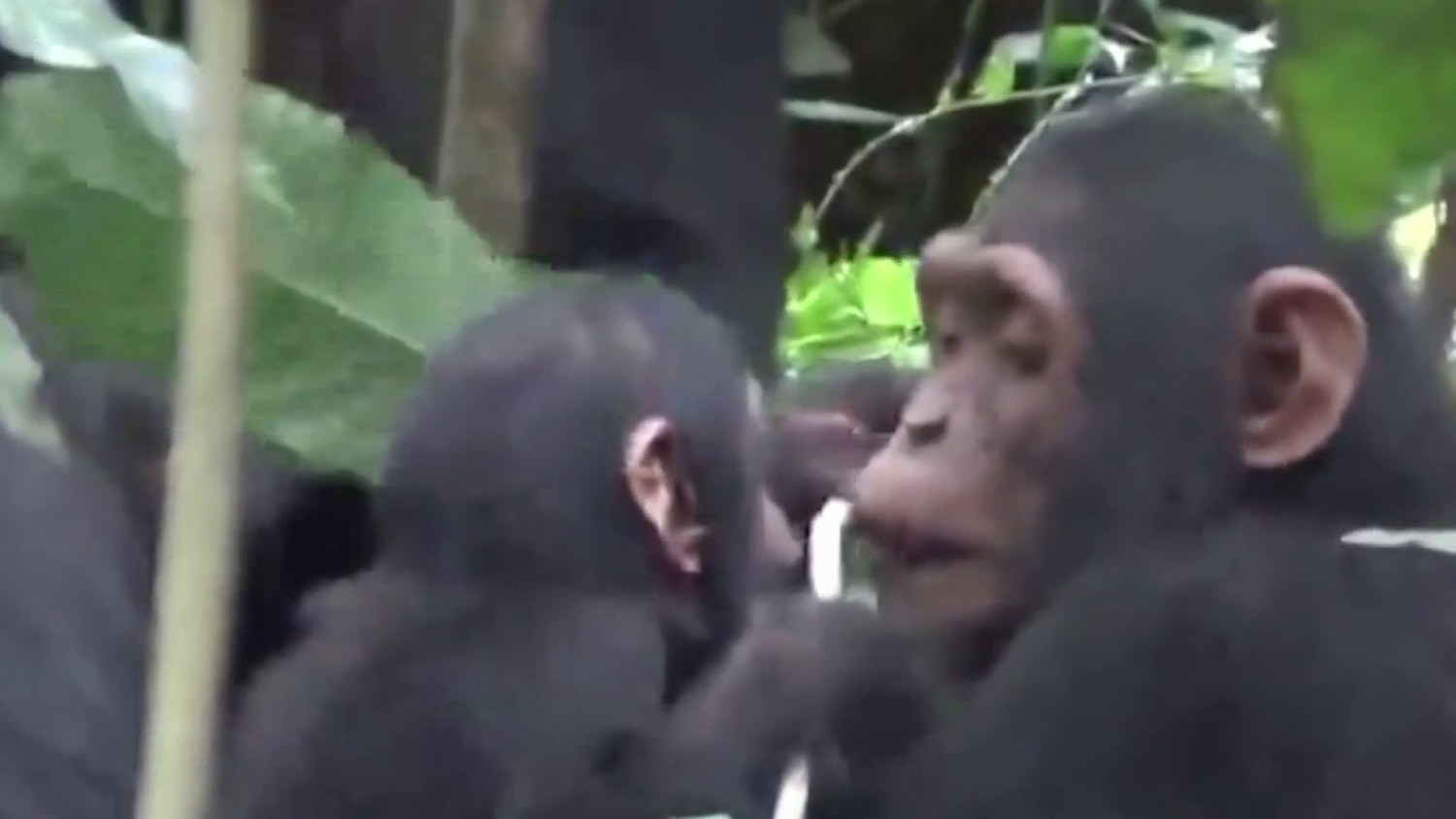 Endangered chimps filmed performing first aid on each other