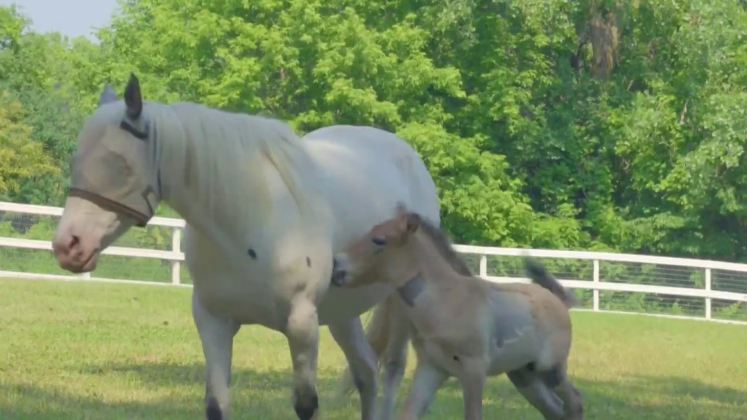 Rejected by his mother, rare wild Asian horse foal finds new mom