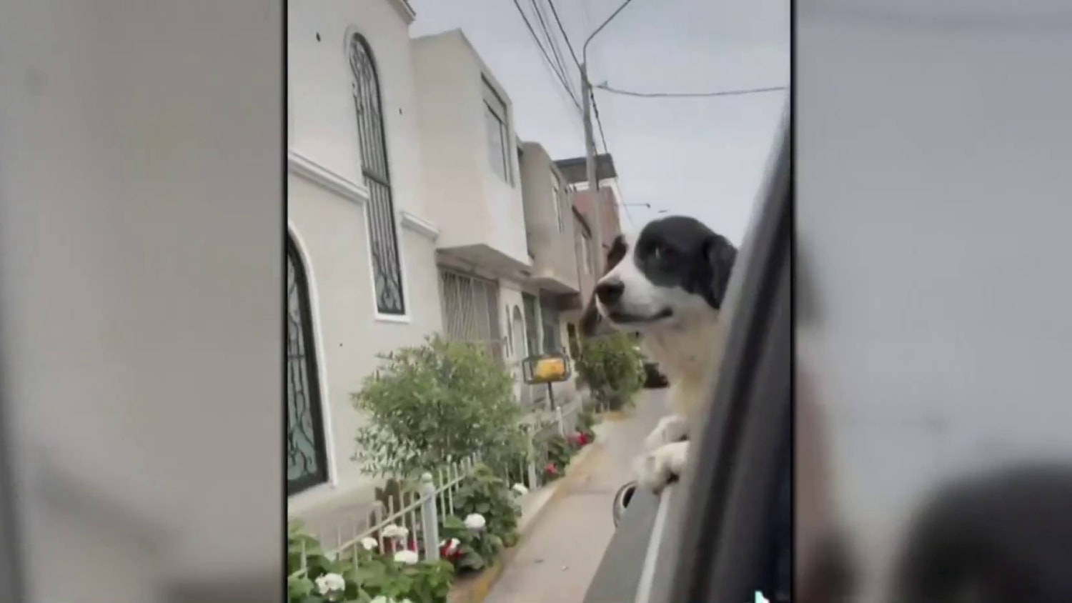 Dynamite Dog: Family pet hailed a hero after defusing dynamite in home  attack in Peru