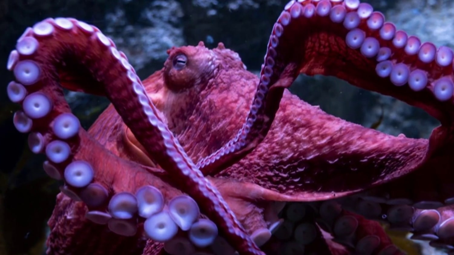 octopus images real