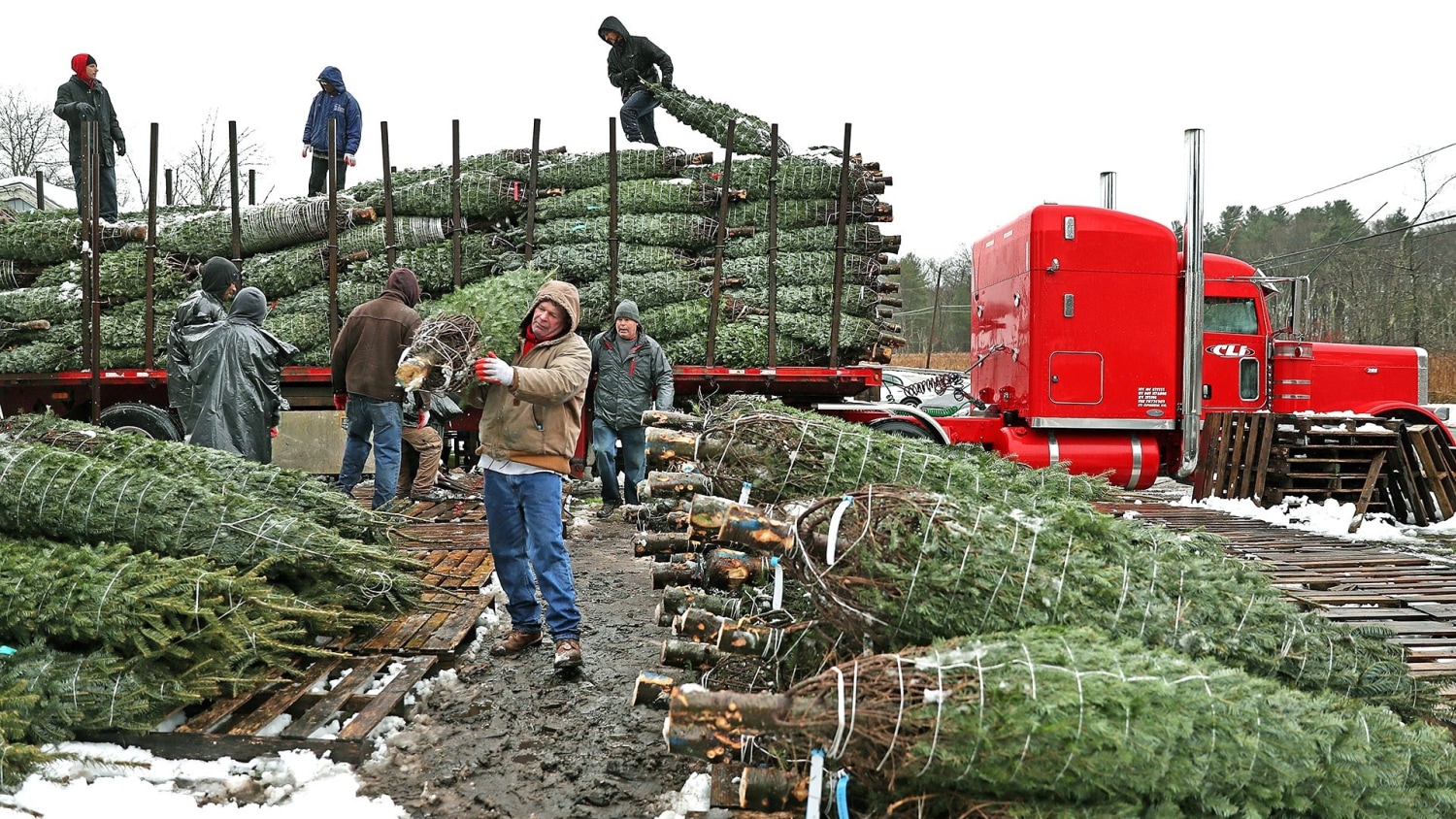 Tariffs could be coming for your Christmas tree