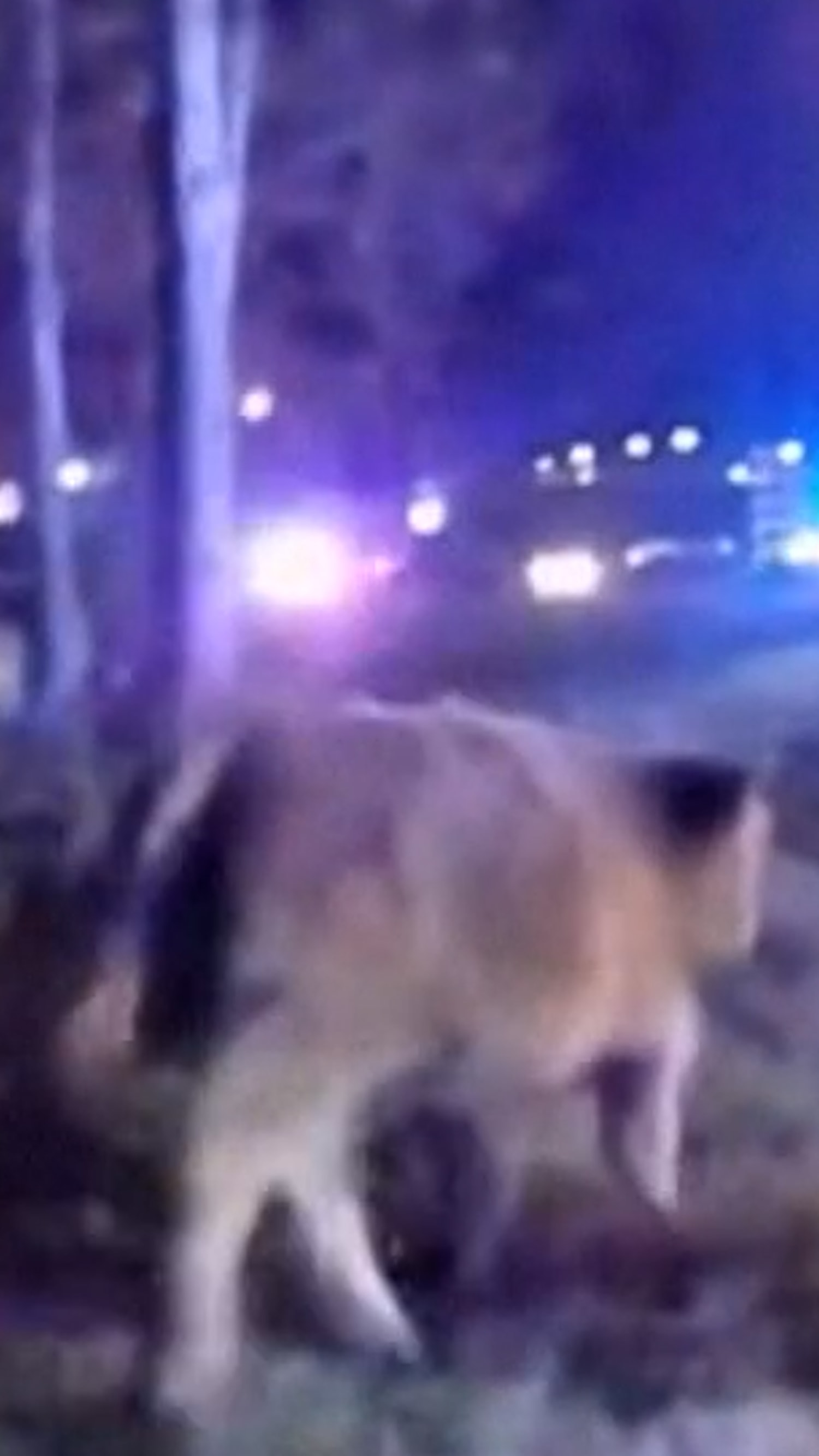 Wayward cow stops traffic in Ohio