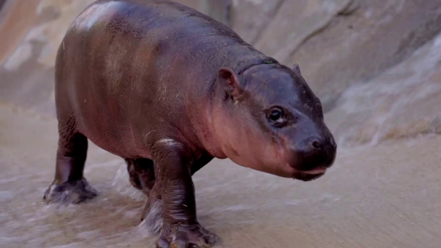 hippo.tamas Name of Arizona Zoo's New Pygmy Hippo Revealed on TODAY