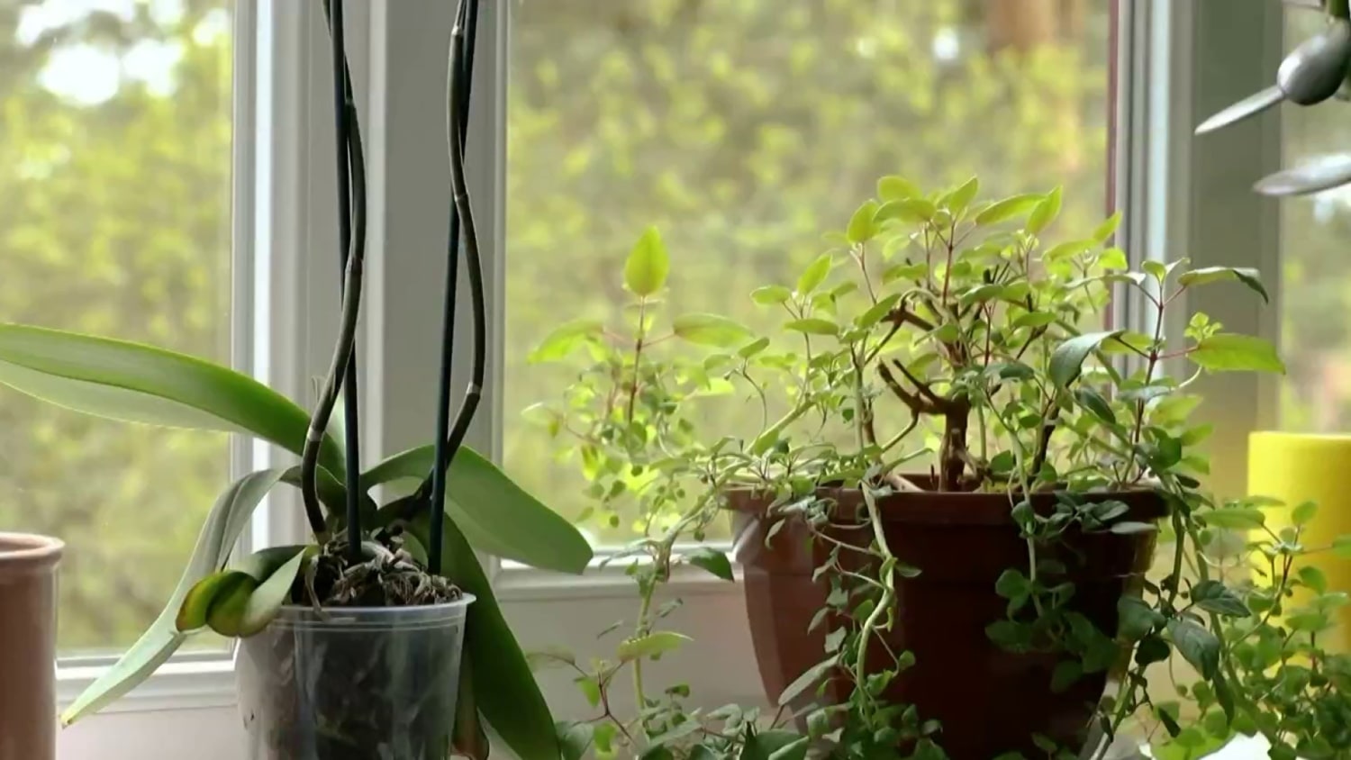 Spelman College students invent a way for plants to talk with the help of AI
