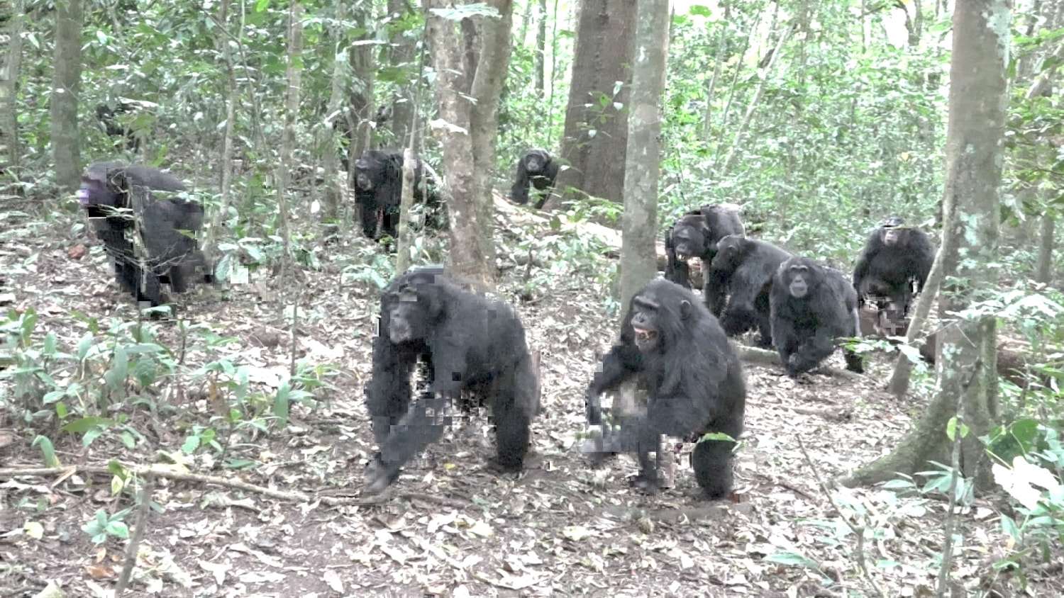 Study Documents Internal Conflict and Lethal Attacks in Uganda's Ngogo Chimpanzee Community