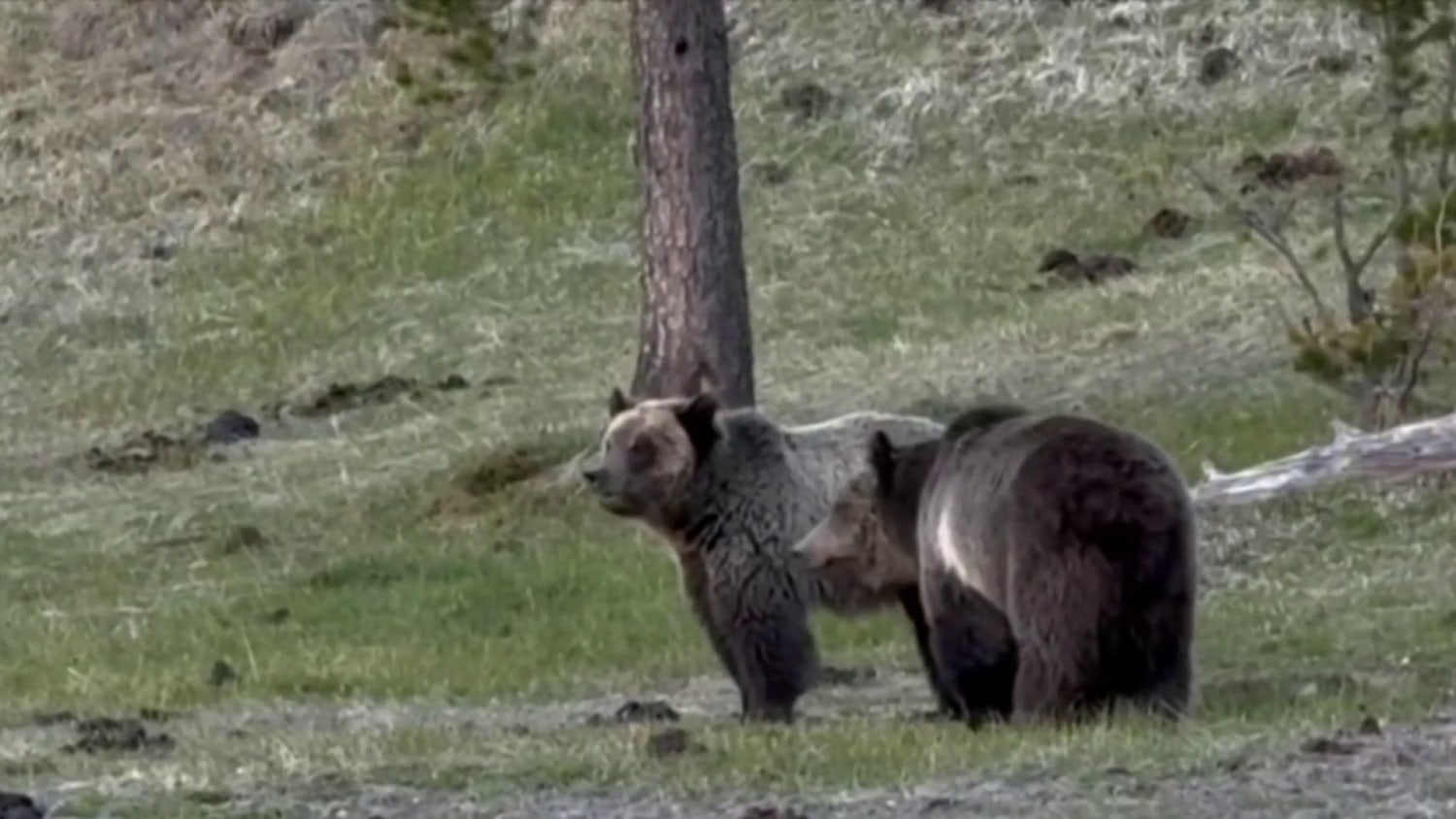 Hiker Found Dead From Suspected Bear Attack in Glacier National Park
