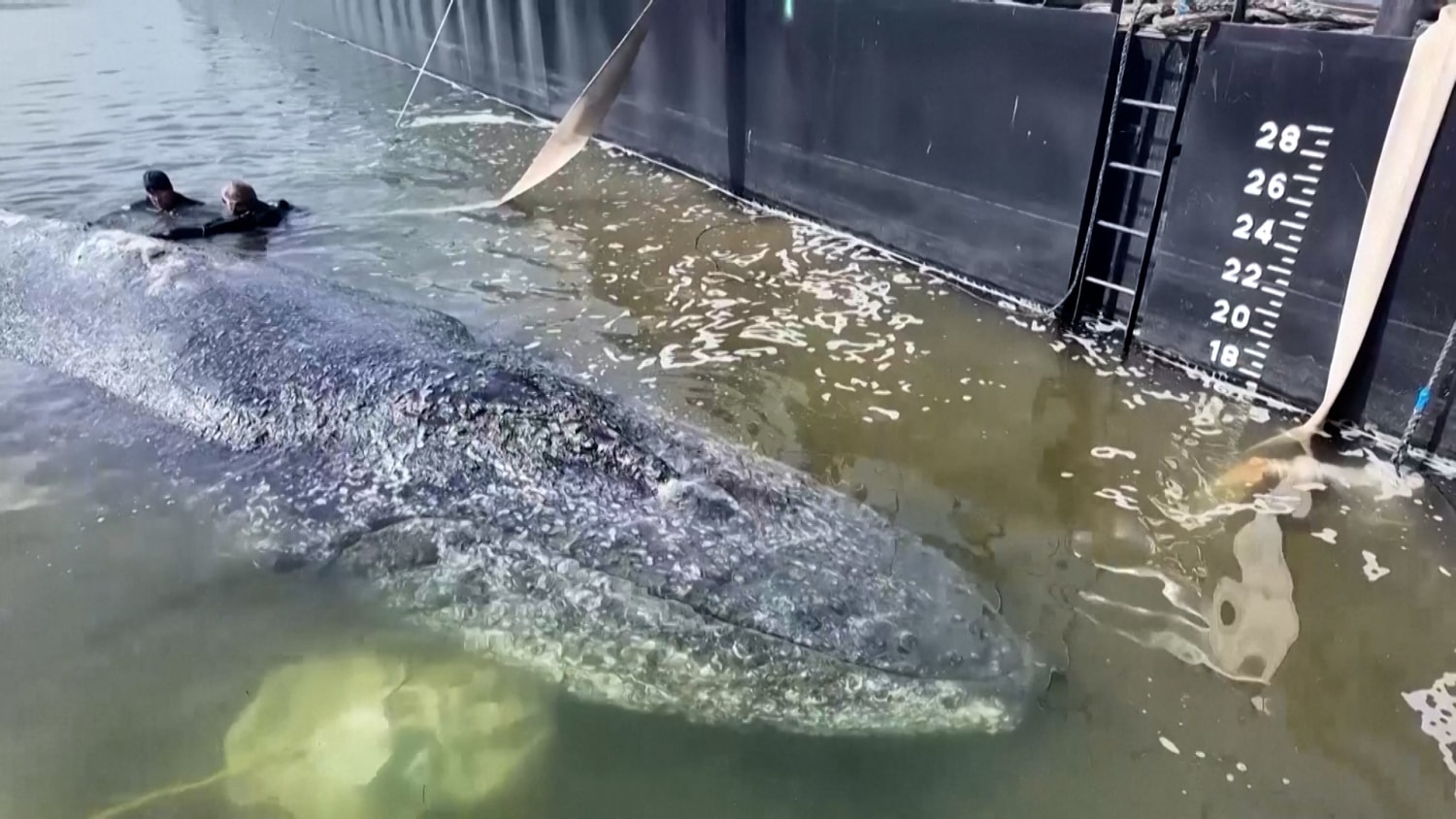 Humpback whale released in spectacular rescue effort, found dead off Denmark
