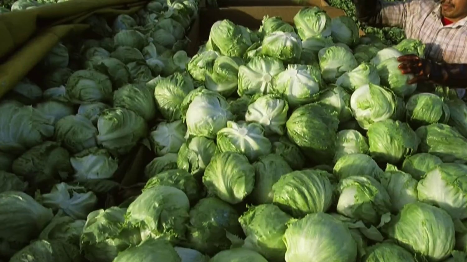 bpc-157 treatment cost dallas peptide therapy clinic BPC-157 Therapy in Austin Iceberg lettuce supplier being investigated
