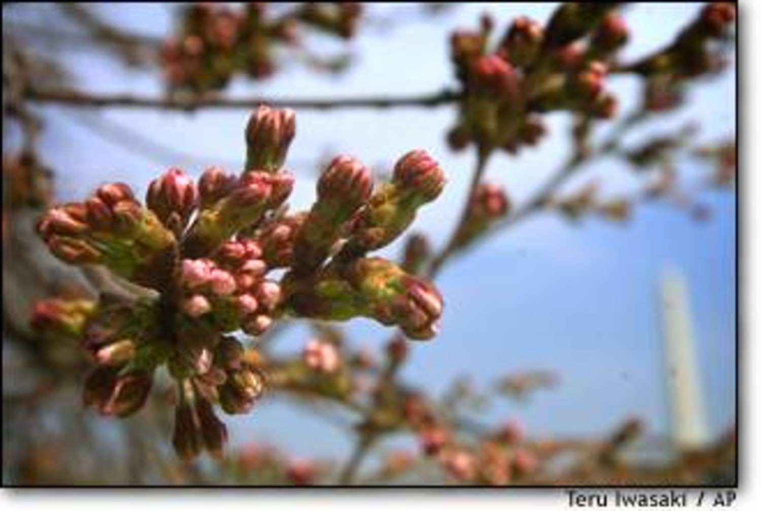 Washington Nationals Honor City's Iconic Cherry Blossoms with City