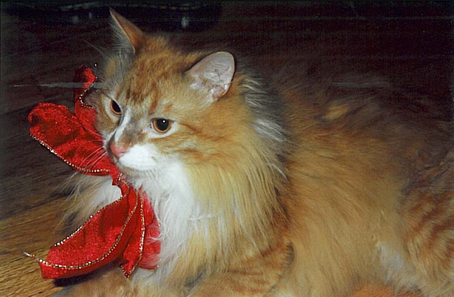 Prosecutor Actor Killed Cat In Jealous Rage Prosecutor Actor Killed Cat In Jealous Rage