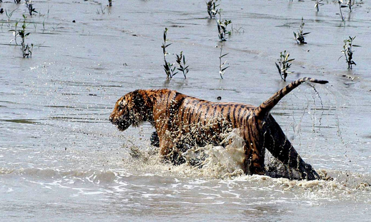Tigers, humans forced to cohabit India forest
