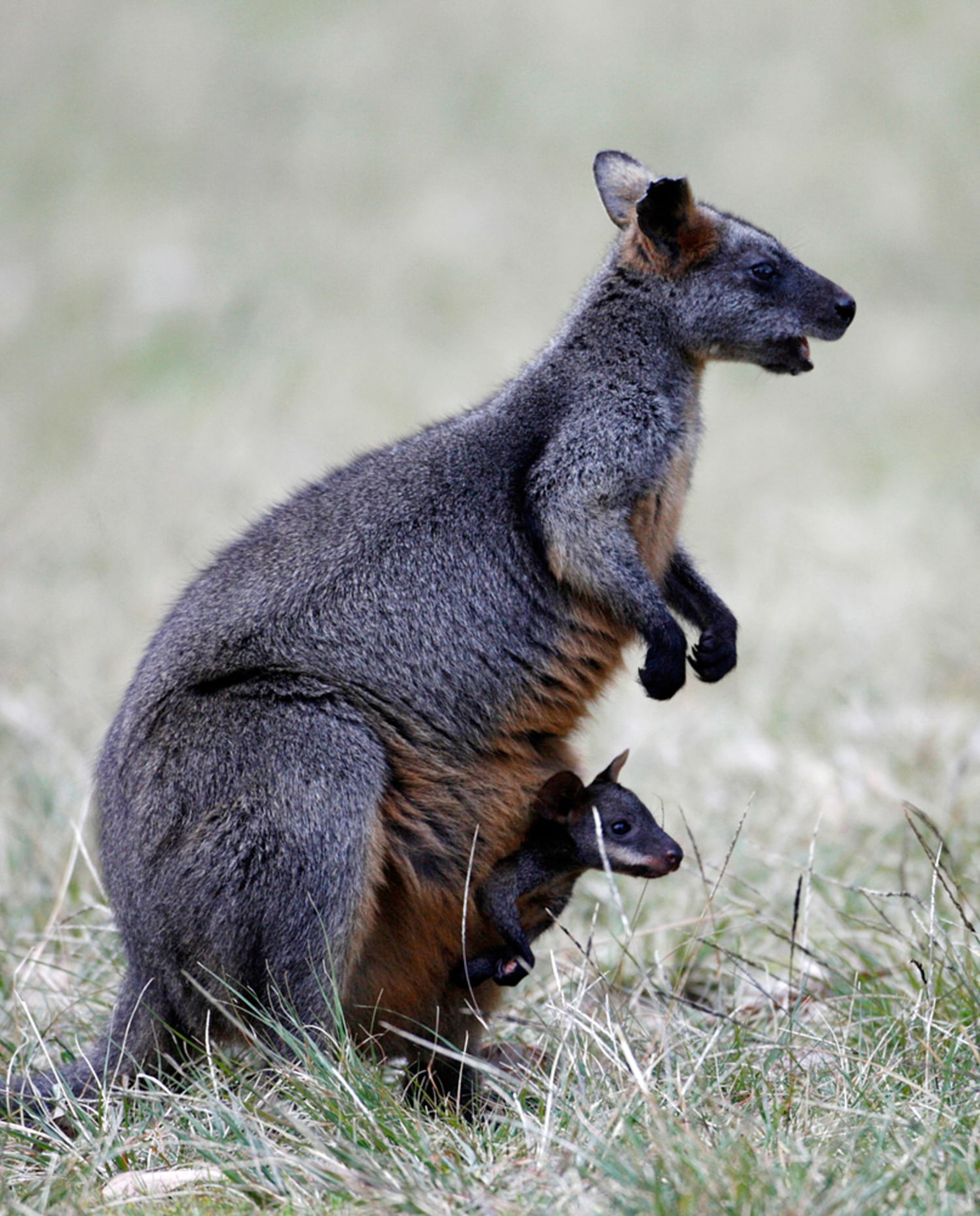 Yellow-Footed Rock-Wallaby - Signed Fine Art Print