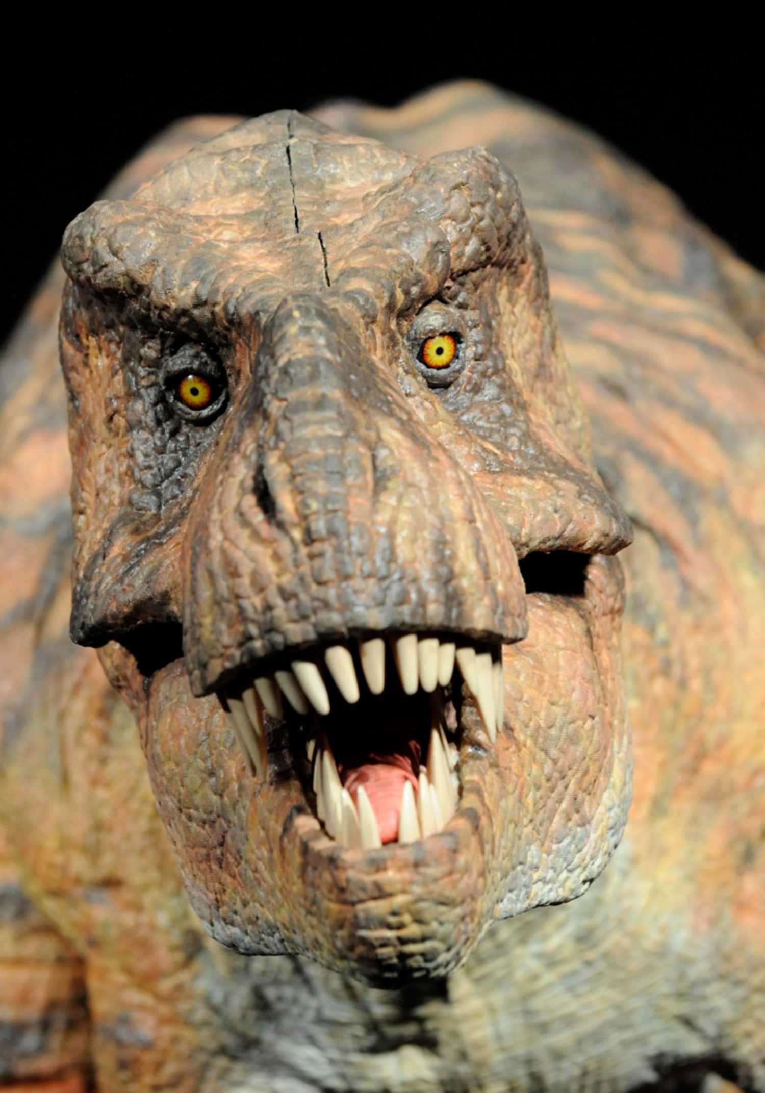 T. rex noses out dinosaur competition