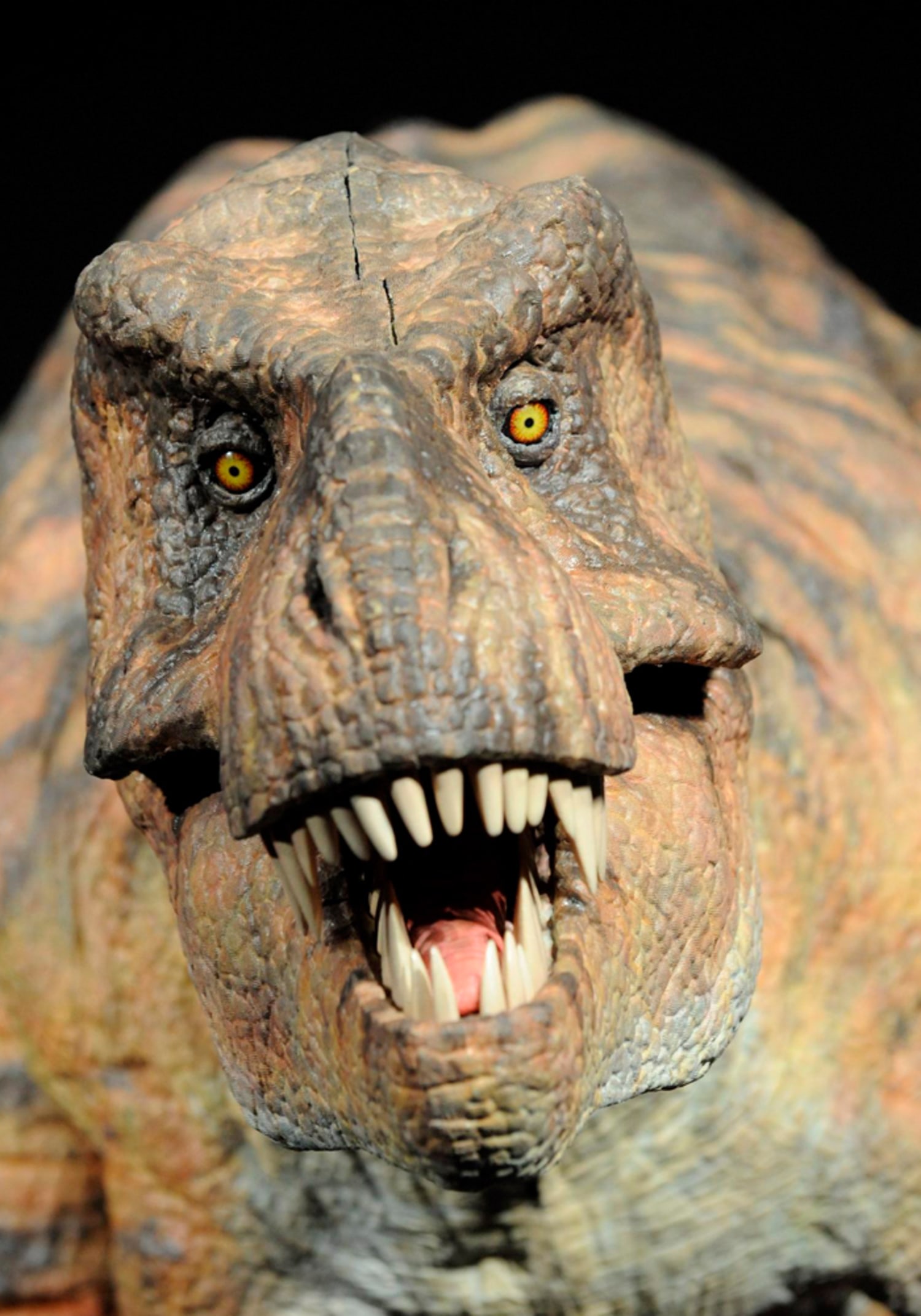 T. rex may have had brains and brawn •