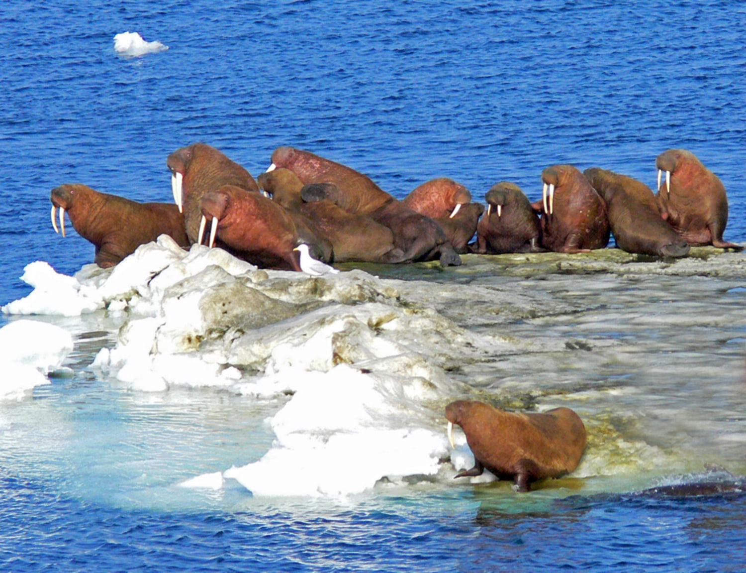 Loss of sea ice could harm walrus