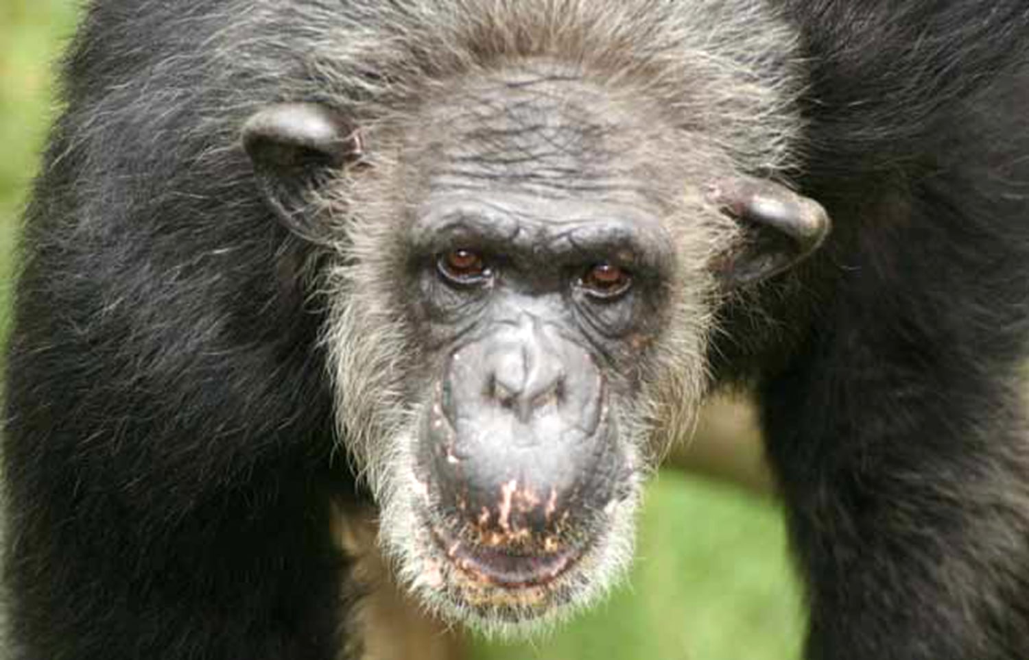 Chimps show reluctance to barter