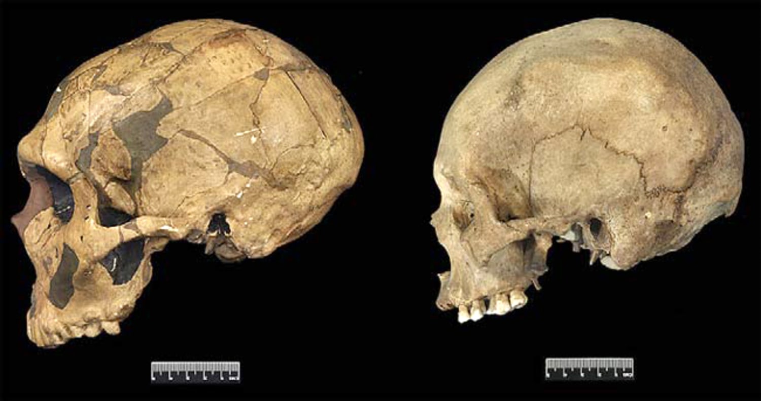 Neanderthal Skull Drawing Neanderthal Skull Stock Image Science Neanderthal Skull Drawing Neanderthal Skull Stock Image Science