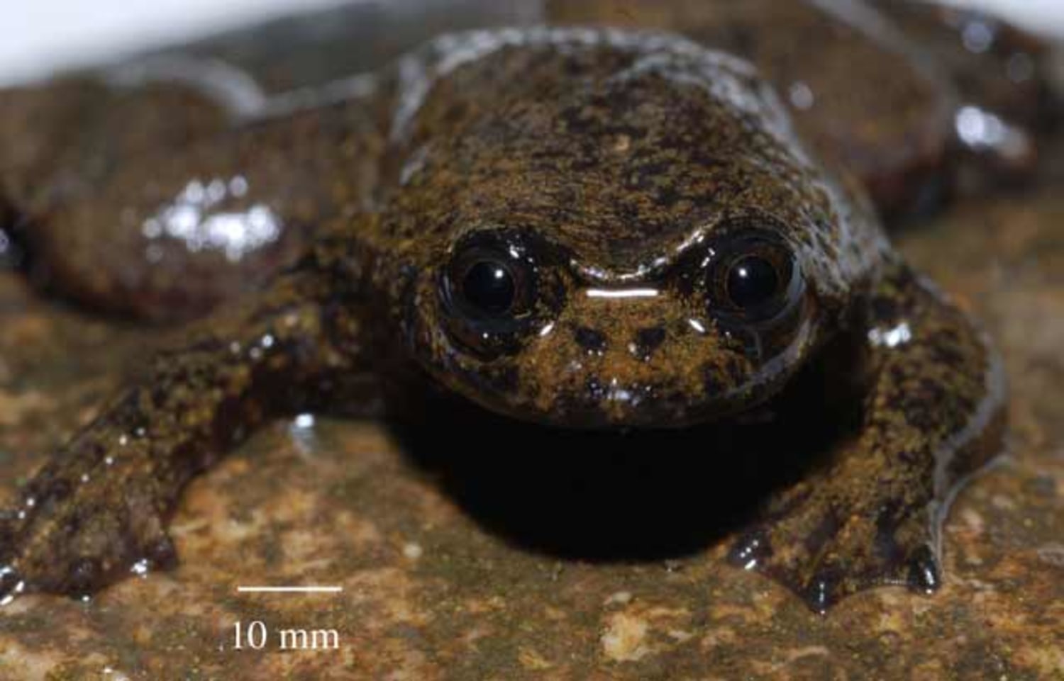 Scientists find bizarre lungless frog