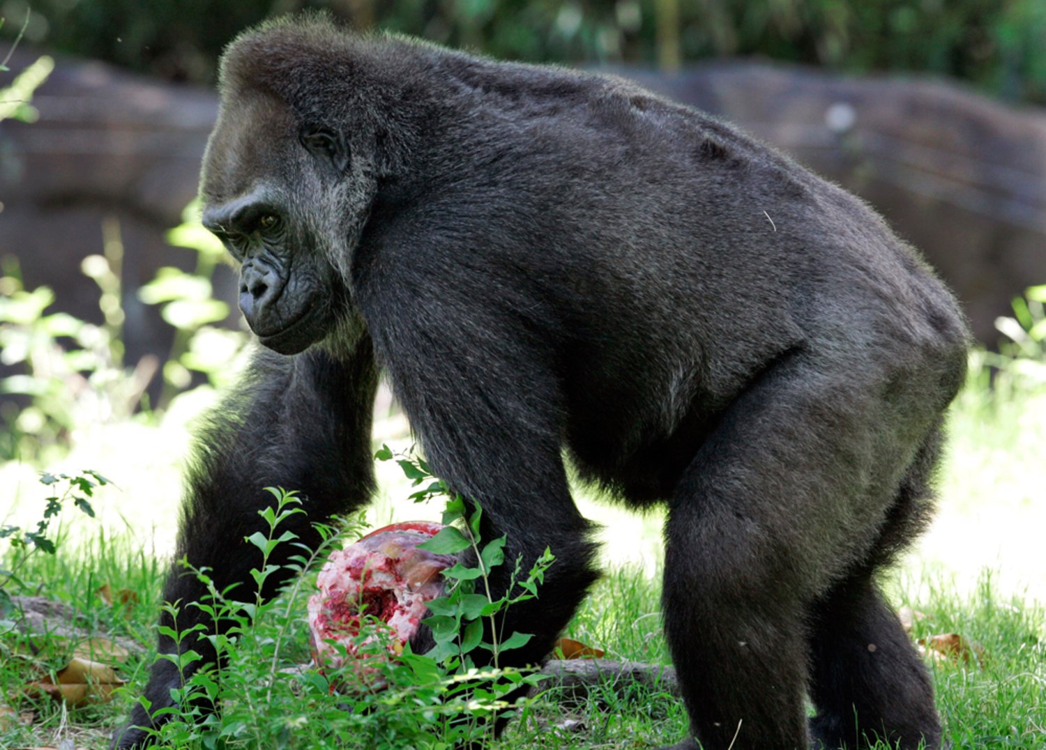 Oldest gorilla looks fabulous at 55, image size:1500x1076