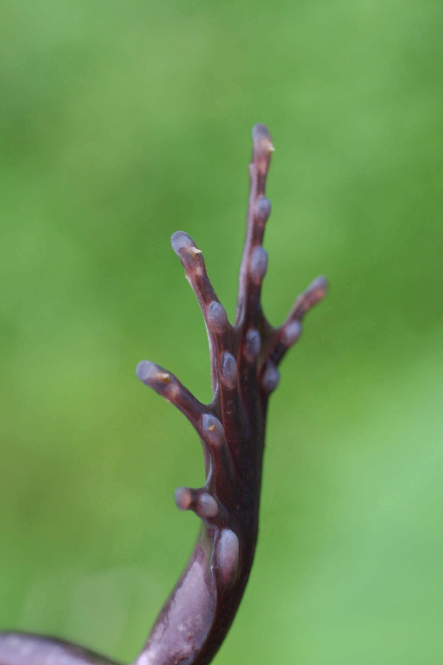 X-Men' frogs sprout claws on demand