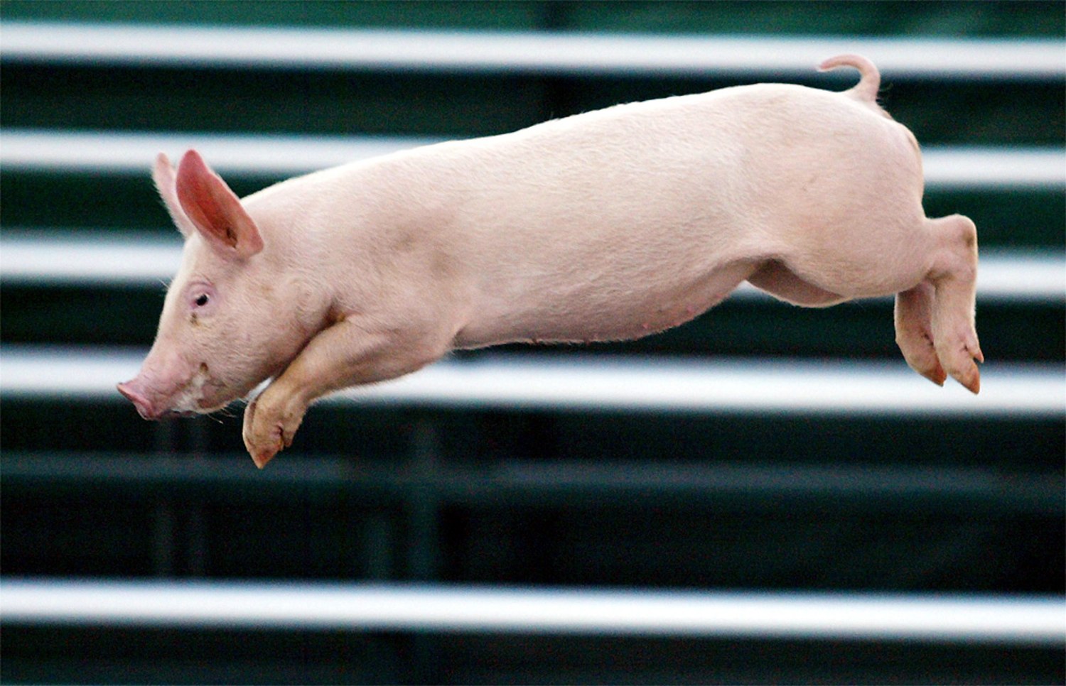 Yes, pigs really can fly
