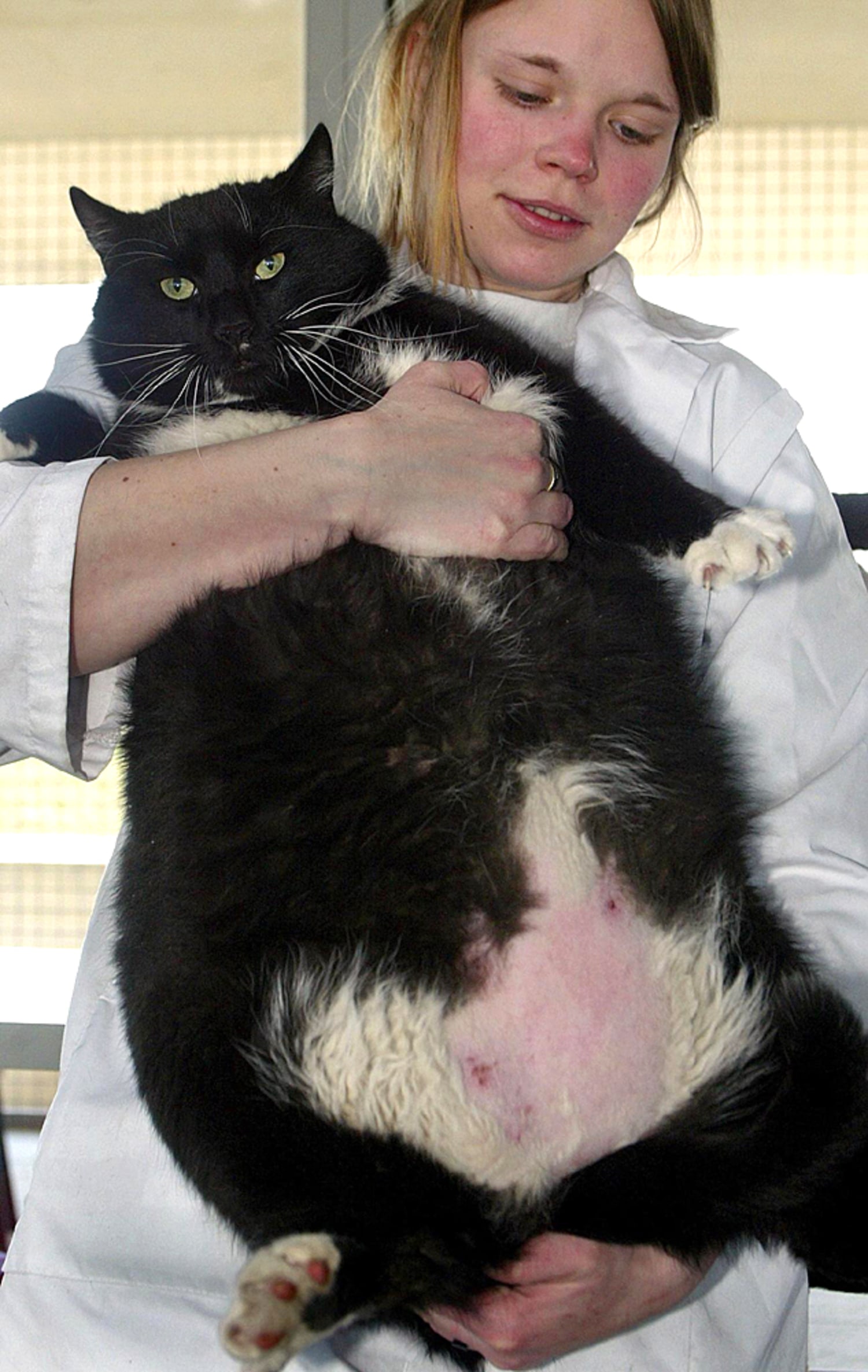 Fat white and black cat