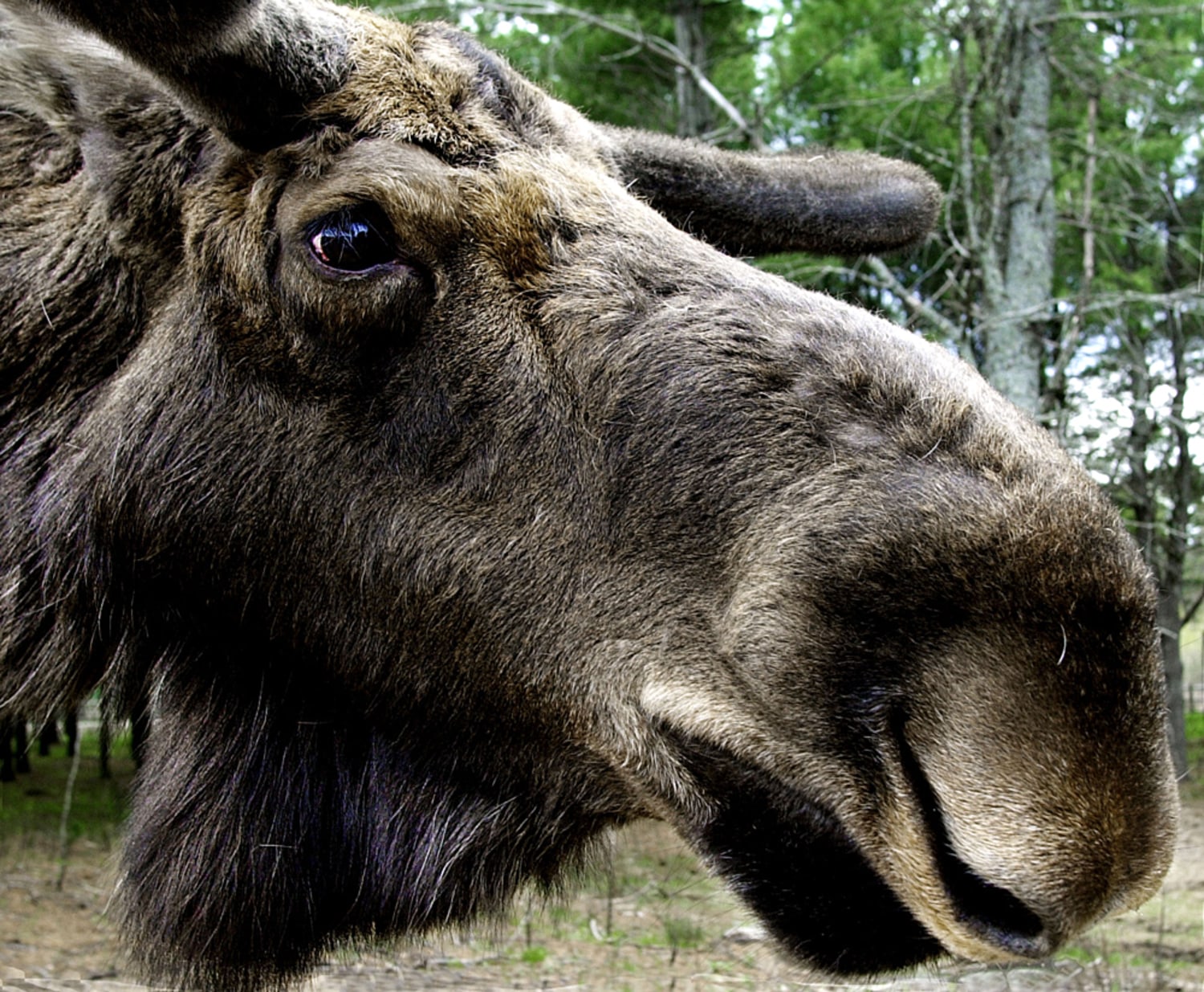 How do you explain a moose's muzzle?