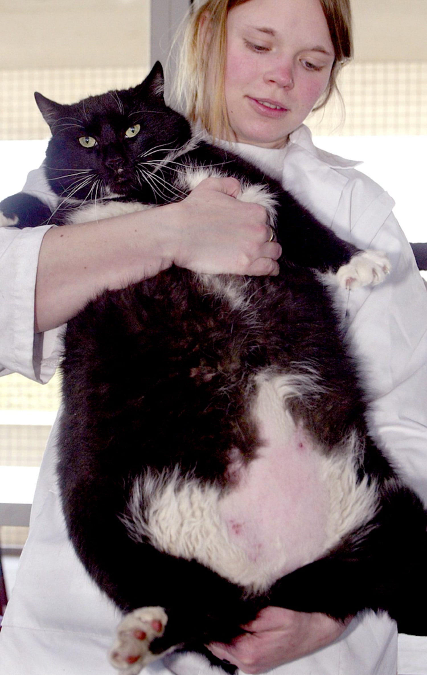 zuurstof Altaar Faial 31-pound cat dietingfor a new home