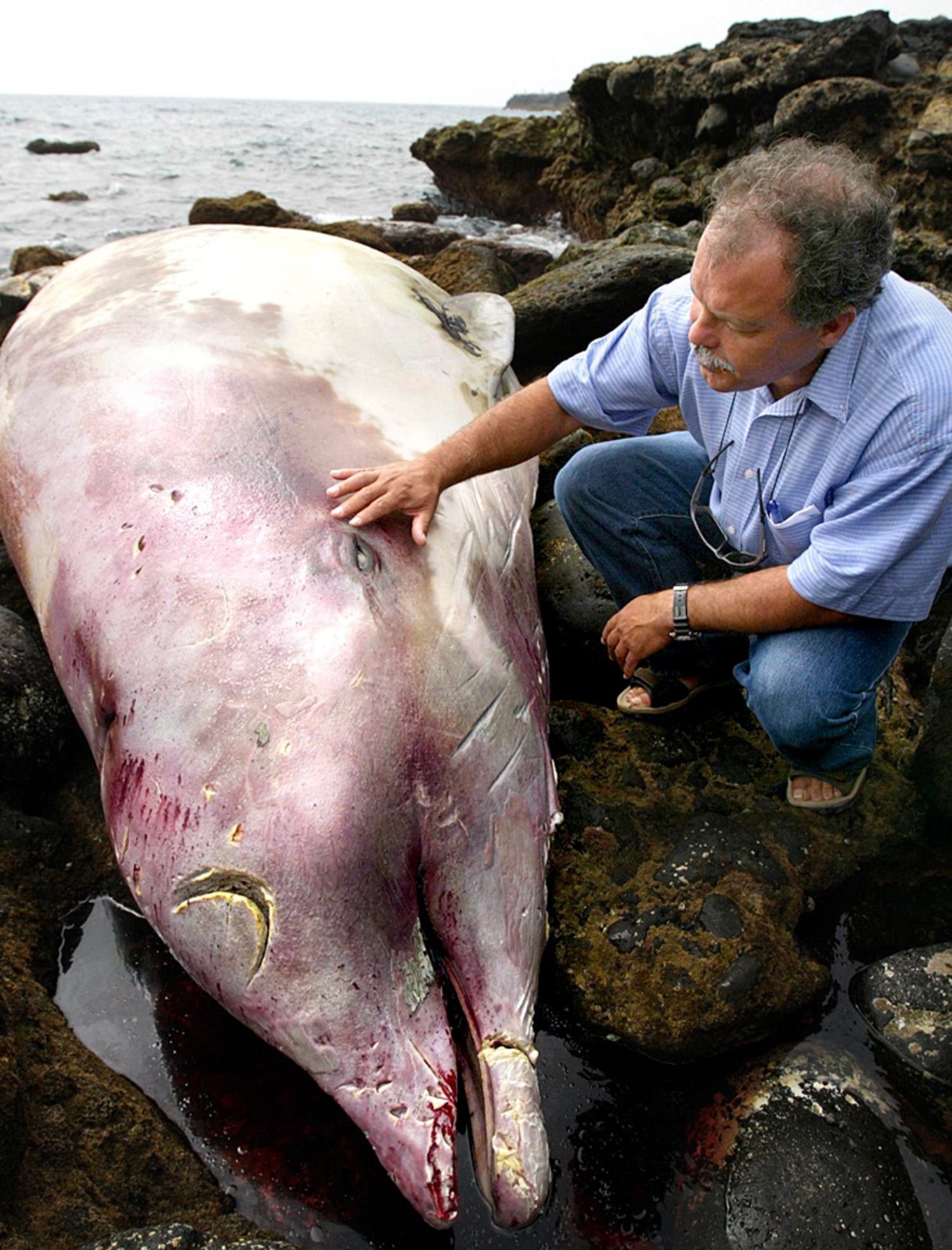 Beached Whales Found Dead On Hawaii Beach