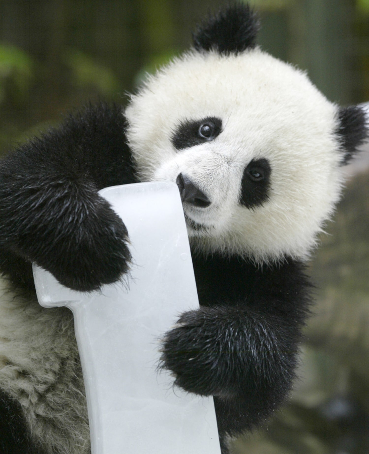 San Diego Zoo's panda celebrates first birthday