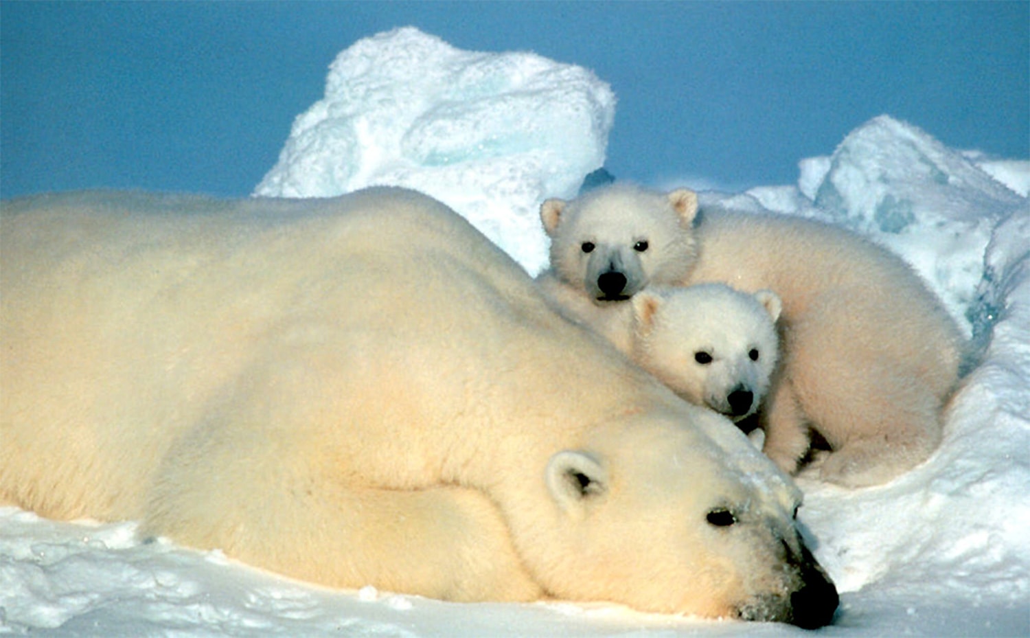 Dark future for white animals in warm Arctic