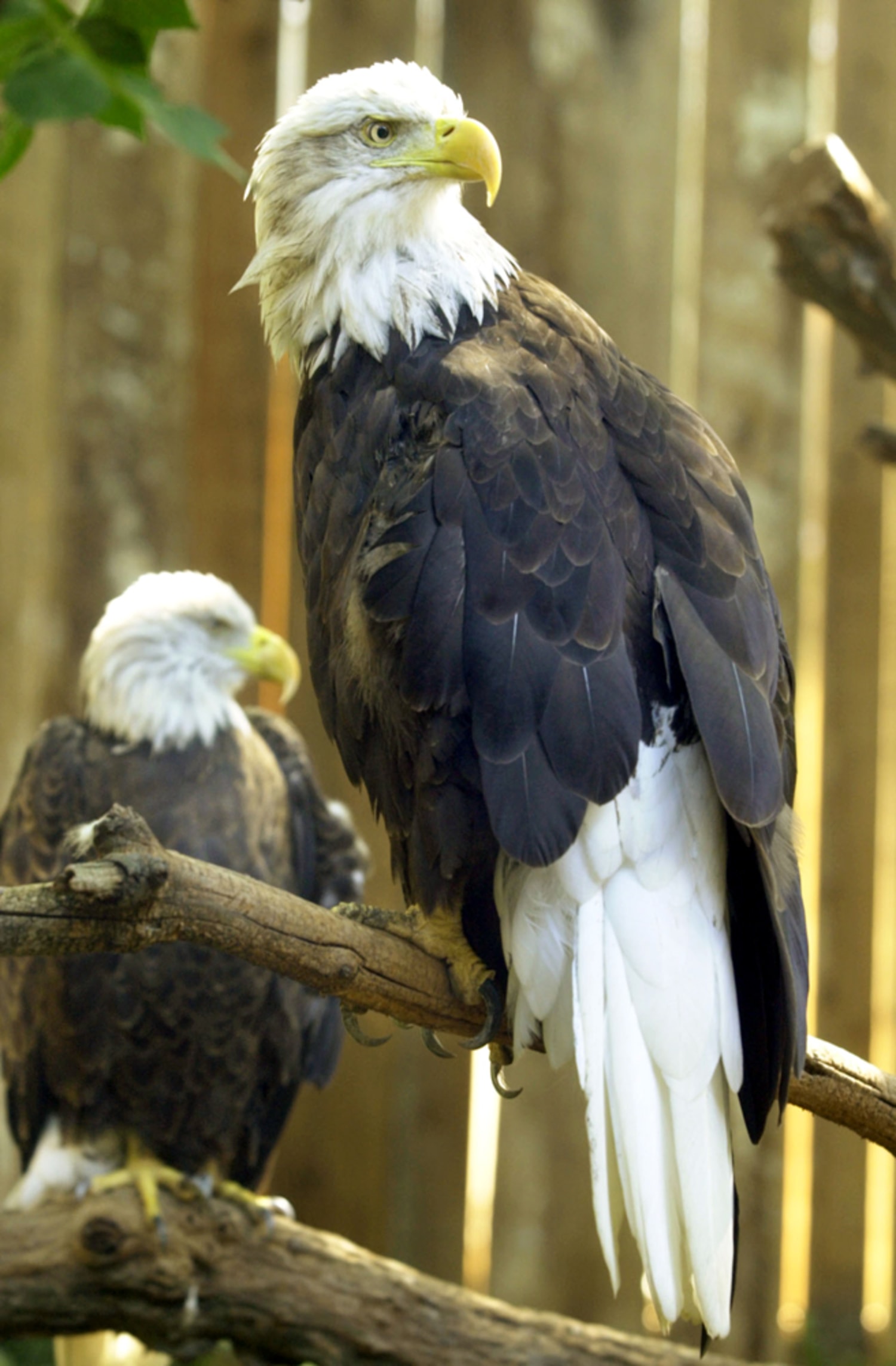 Bald Eagle Bird - Birds of Prey - Awesome Close Up 