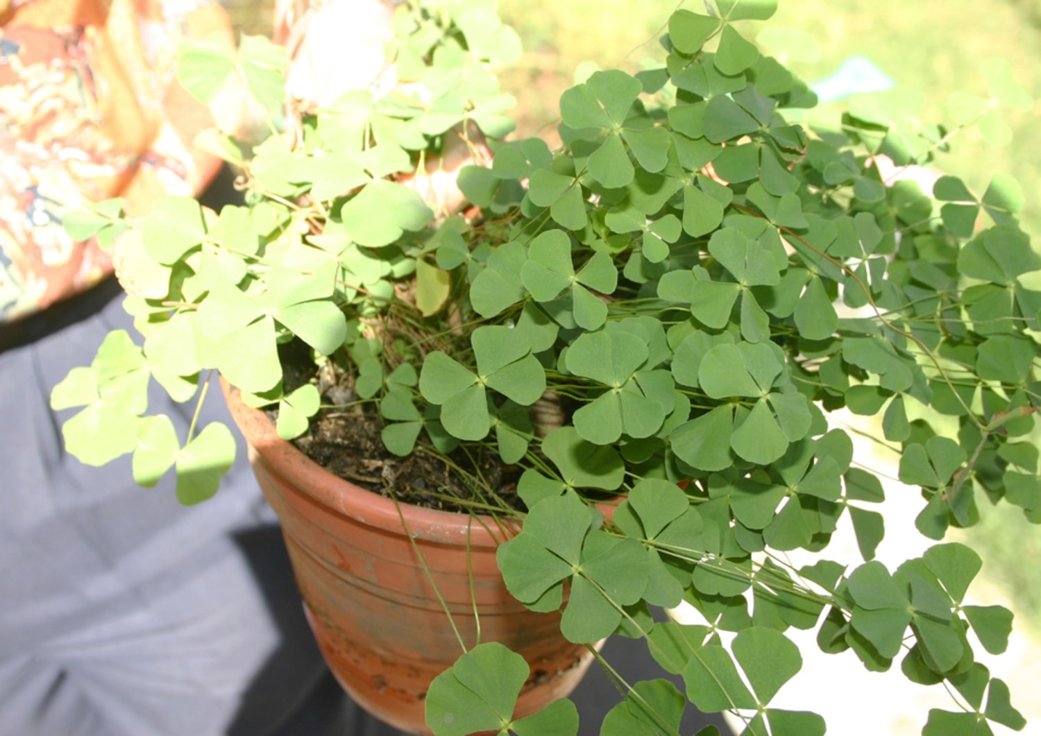 About Four Leaf Clovers - Reasons For Finding A Clover With Four Leaves