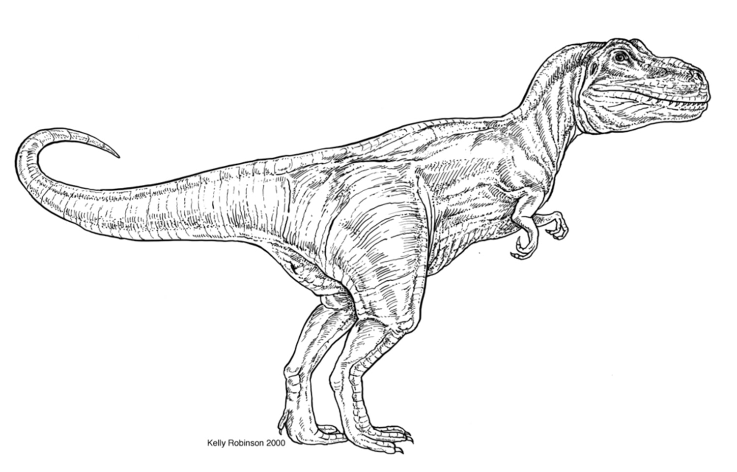 Fossil solidifies T. rex link to birds