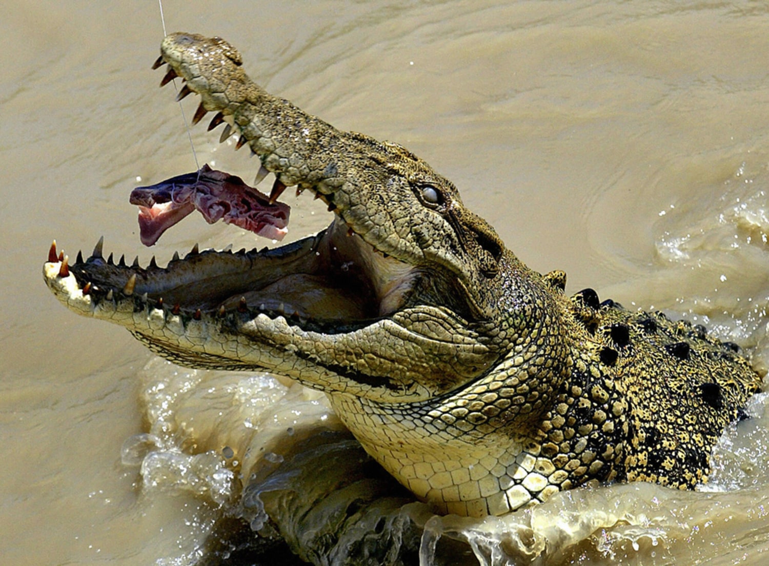 Закройте пасть. Гребнистый крокодил. Нильский и гребнистый крокодил. Нильский крокодил и Аллигатор. Гребнистый крокодил в Австралии.