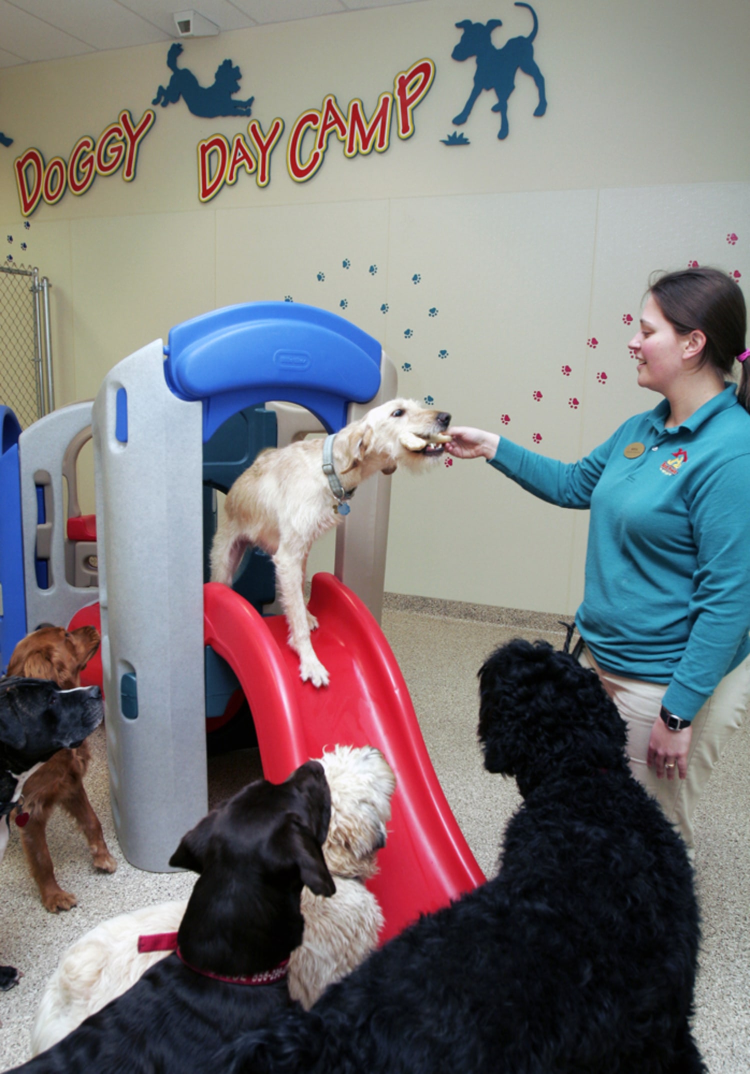 willow creek pet center boarding