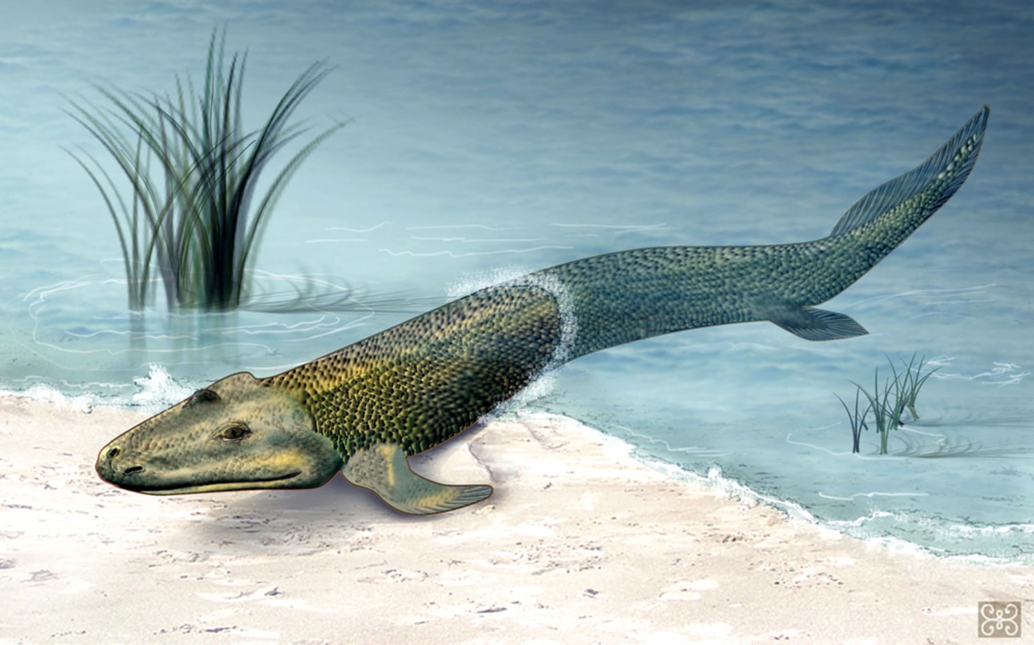 Fossil shows how fish made the leap to land