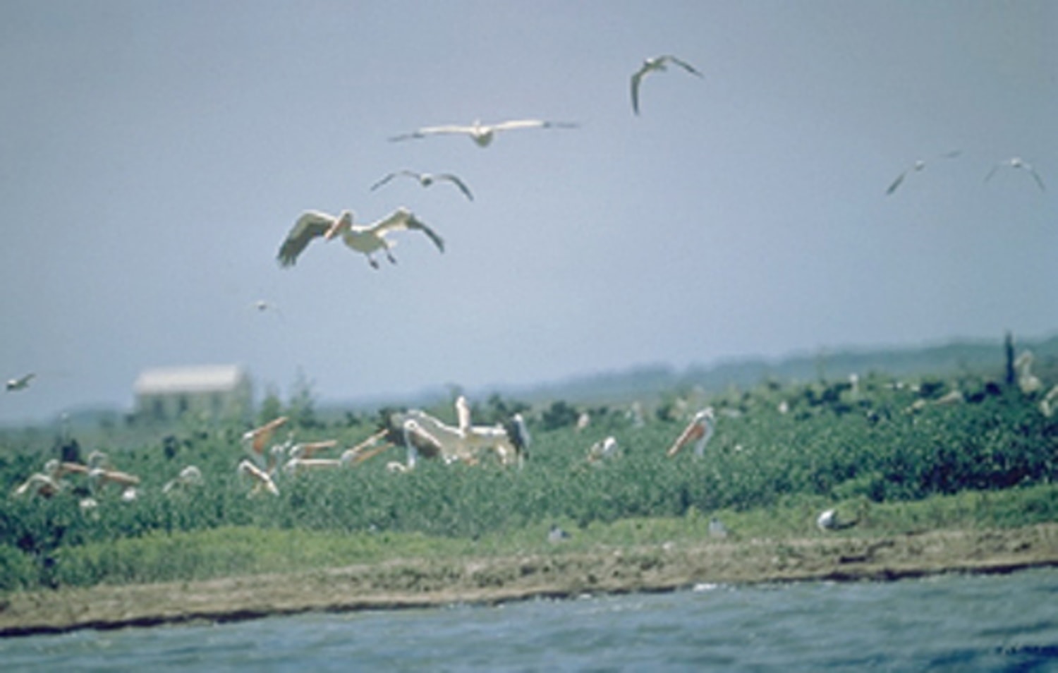 Huge offshore wind farm OK'd in bird area