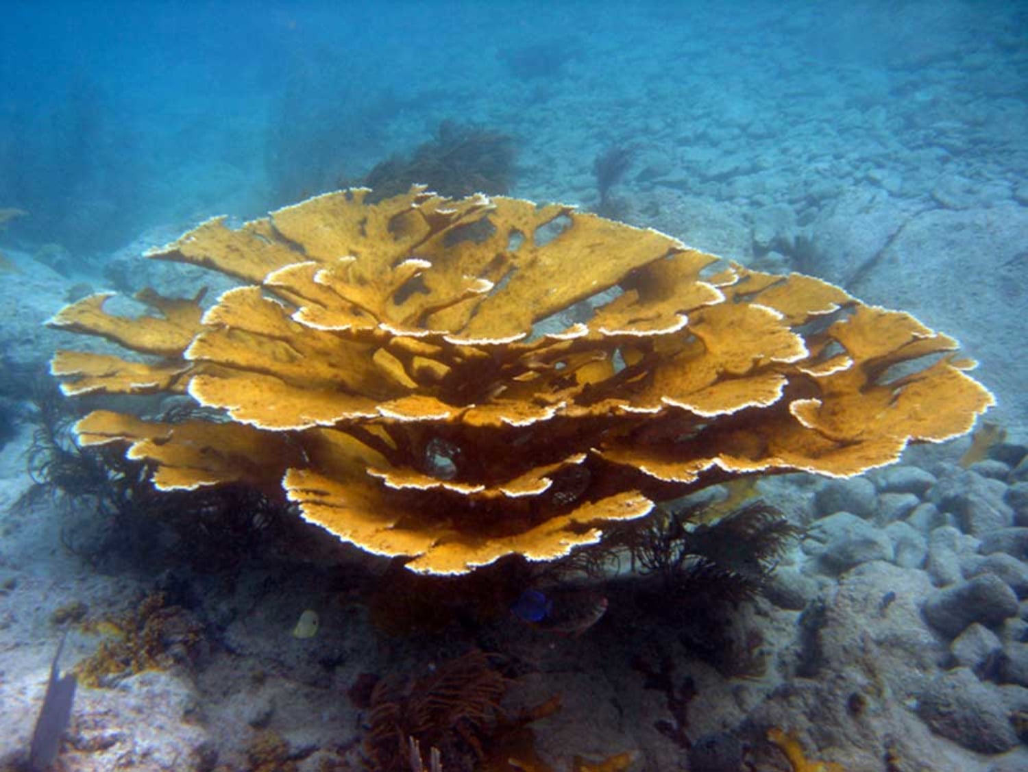 Can Coral Reefs Be Saved? - The Santa Barbara Independent