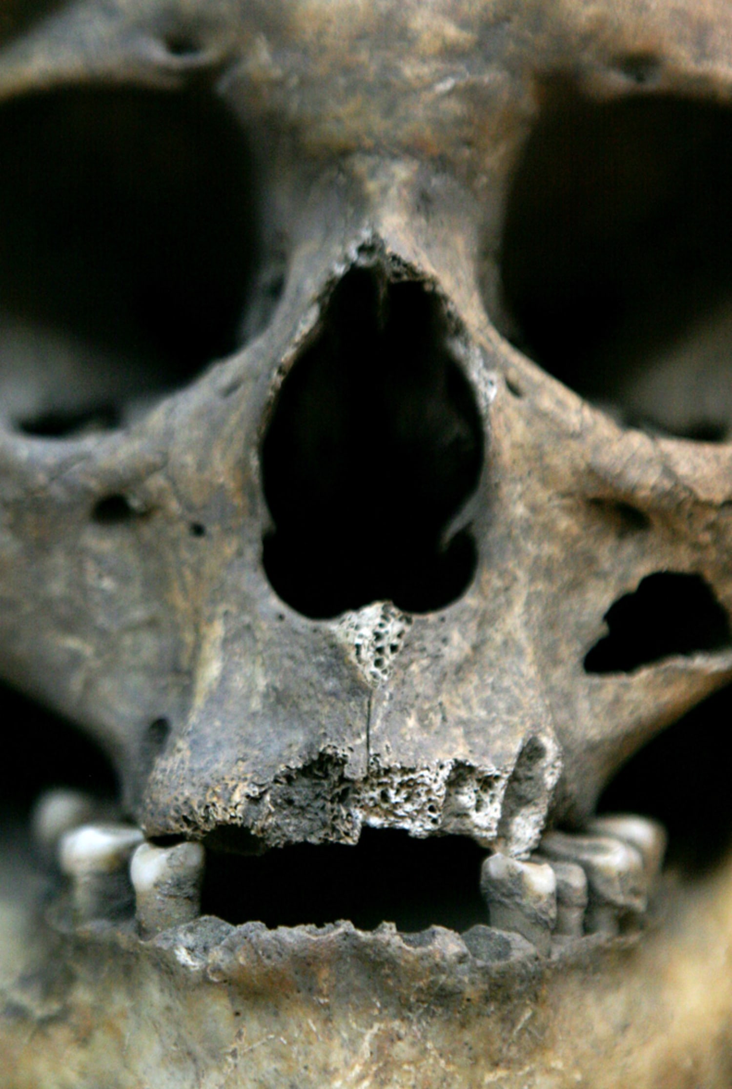 Fleshing Out Skull & Bones: Investigations into America's Most