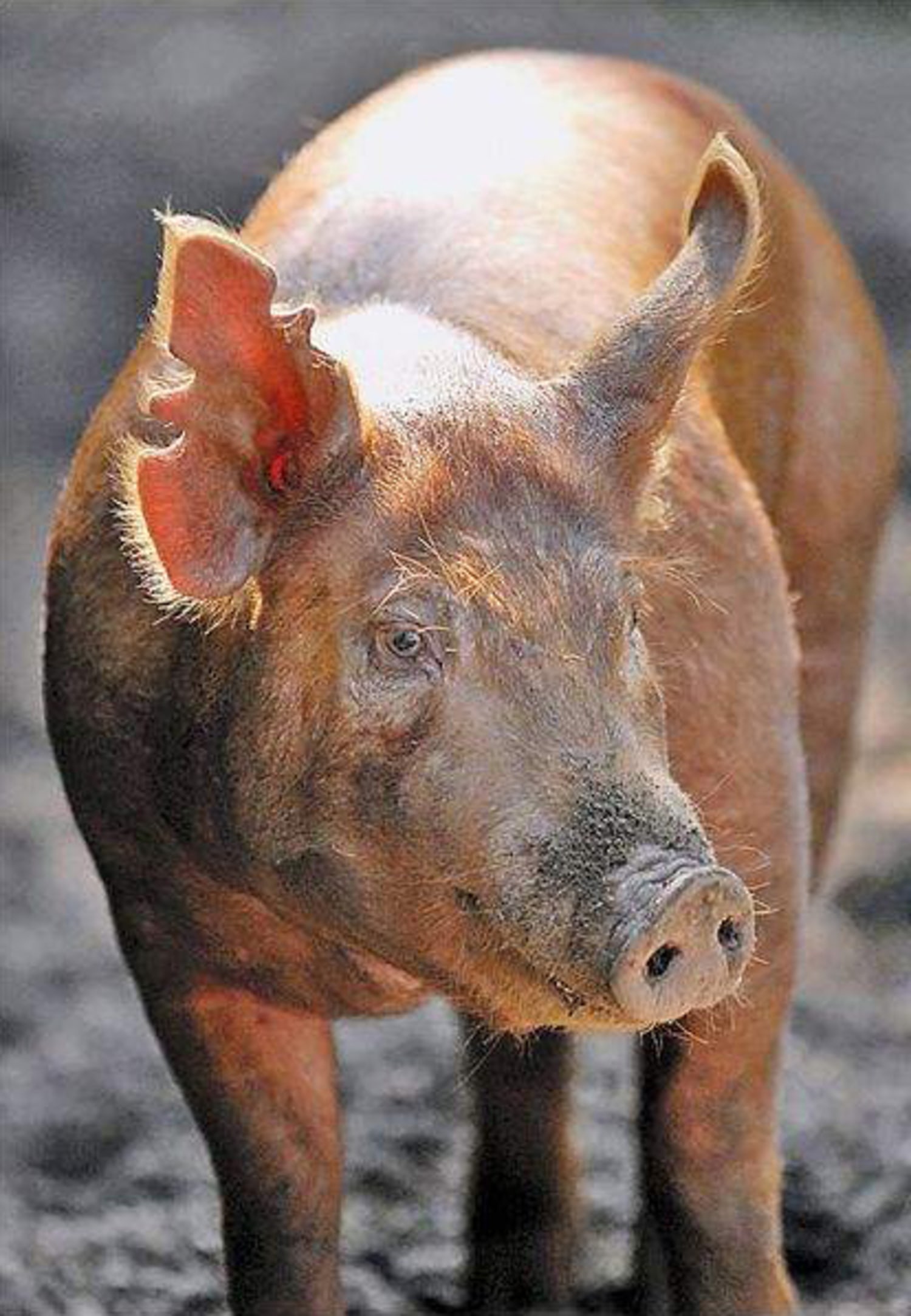 Pig withstands Tasers to escape slaughter
