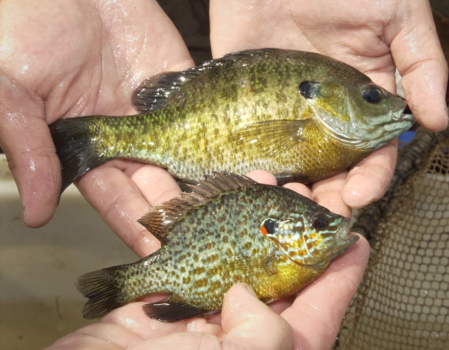 Why Everything You Know About Bluegill Management is Wrong - Cool