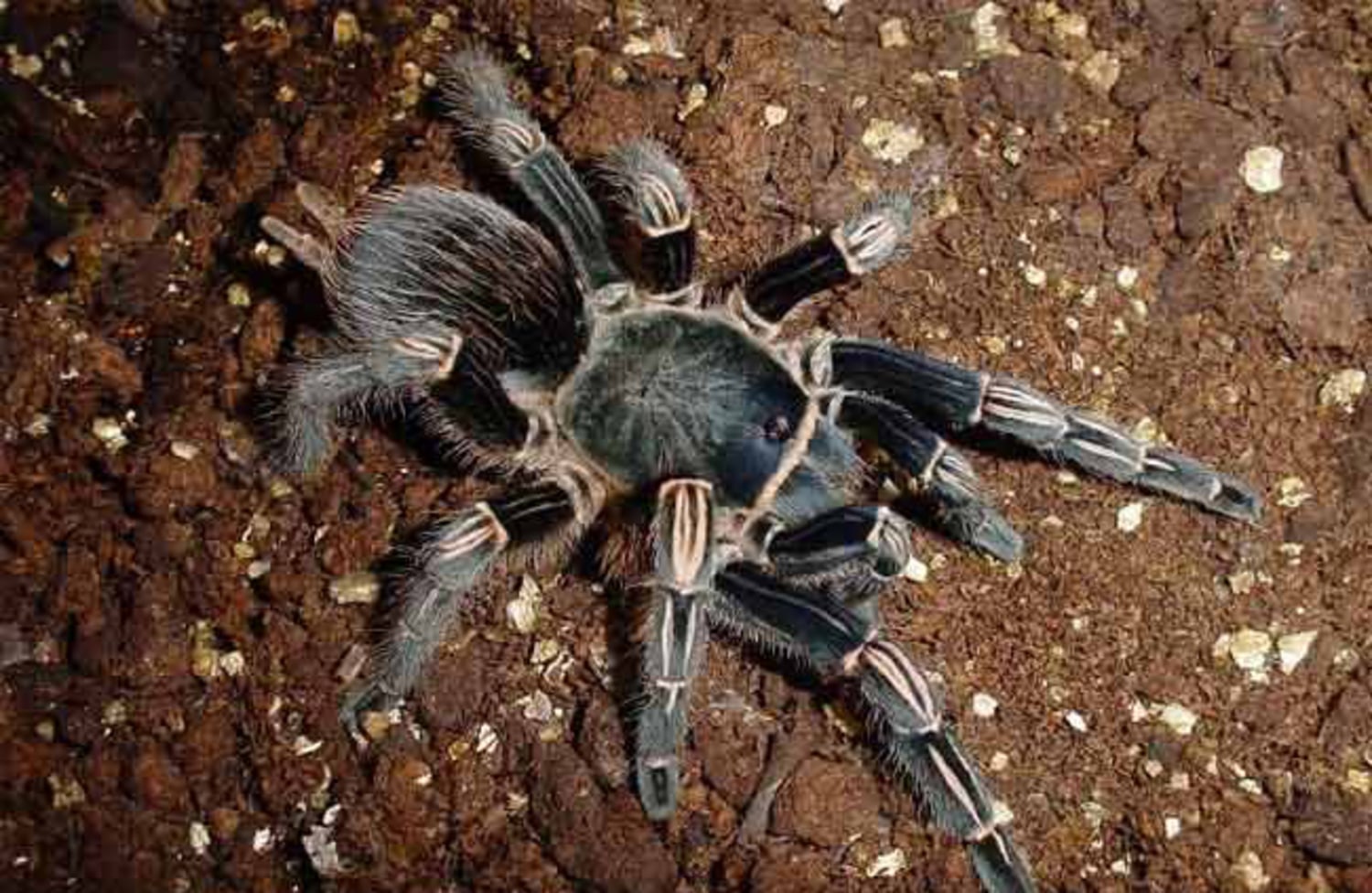 Tarantulas use silk to scale walls