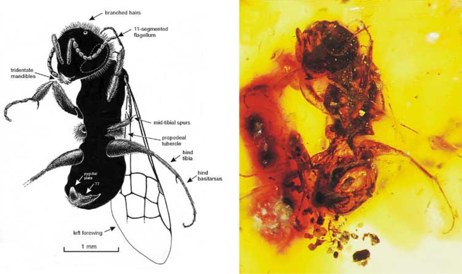 Bee fossil for hotsell sale