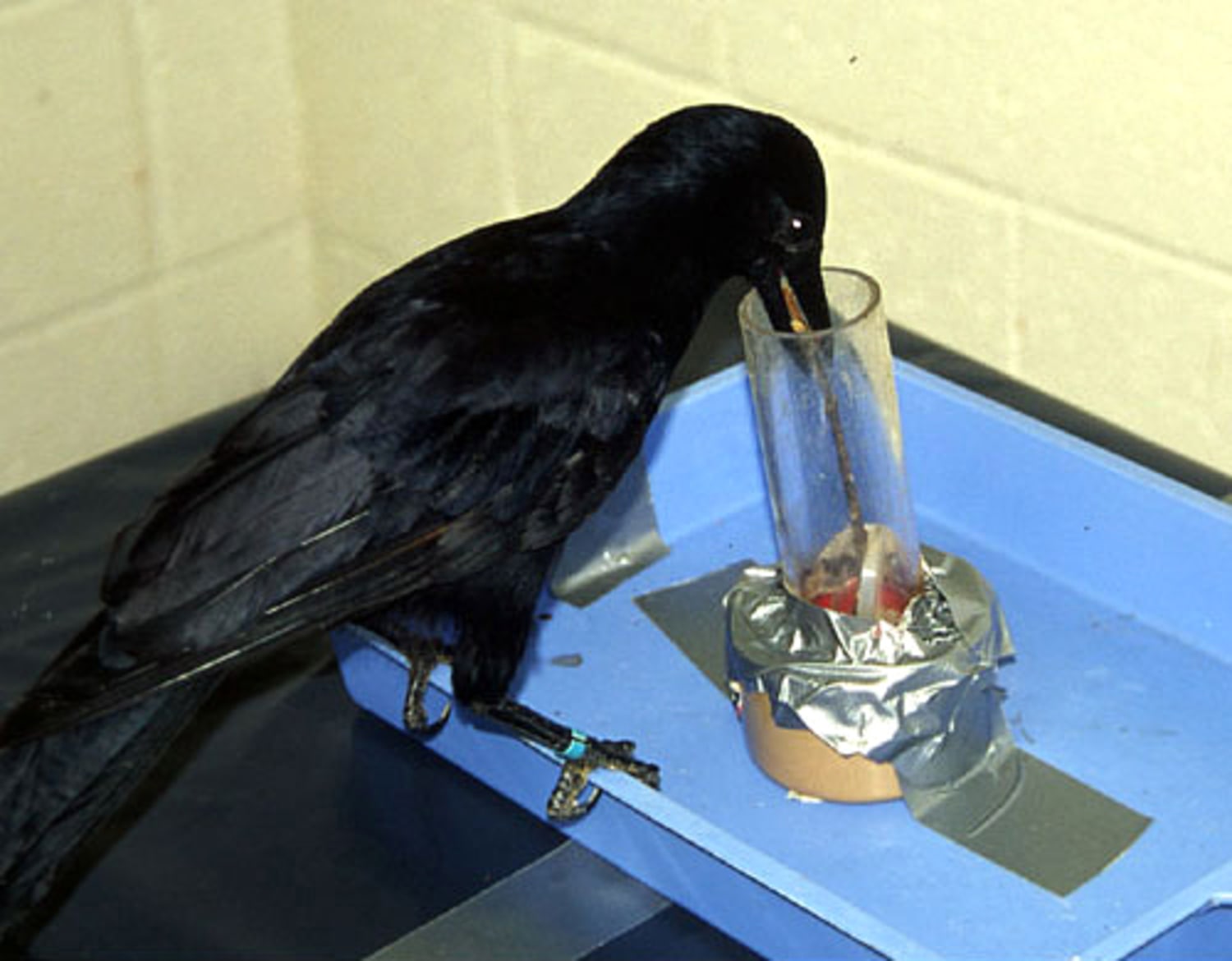 Crows share tricks of the trade