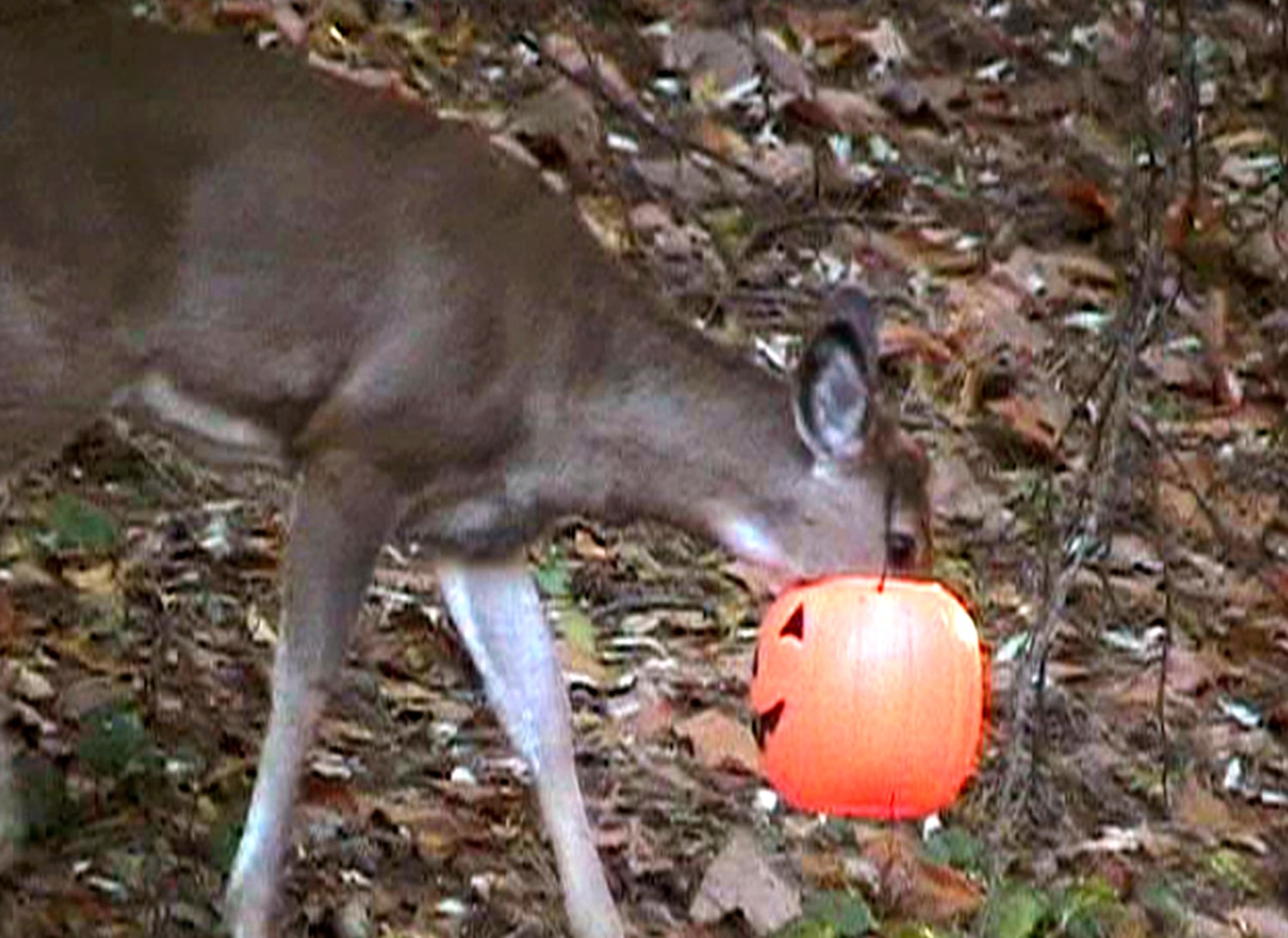 Wild deer escapes troublesome plastic pumpkin