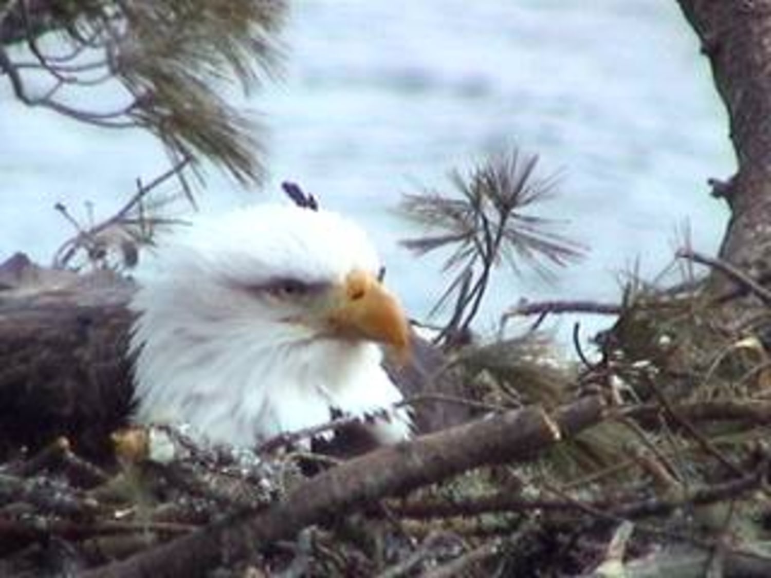 Nesting eagle is star of online reality show