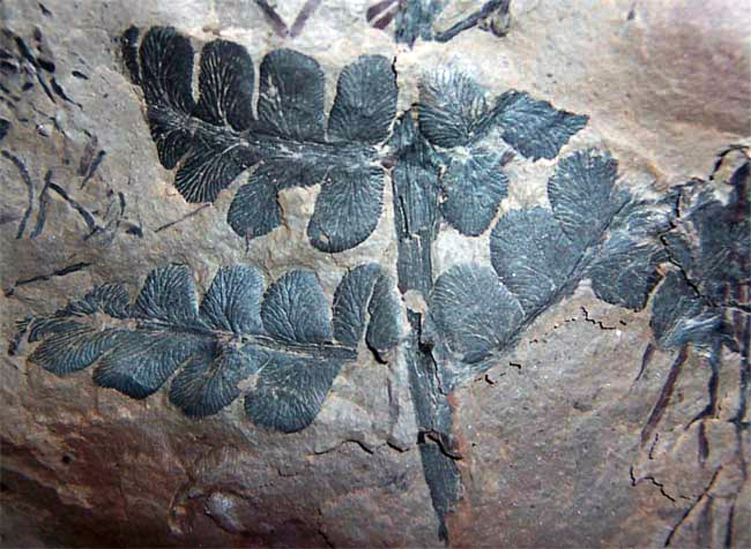 Каменный уголь отпечатки растений