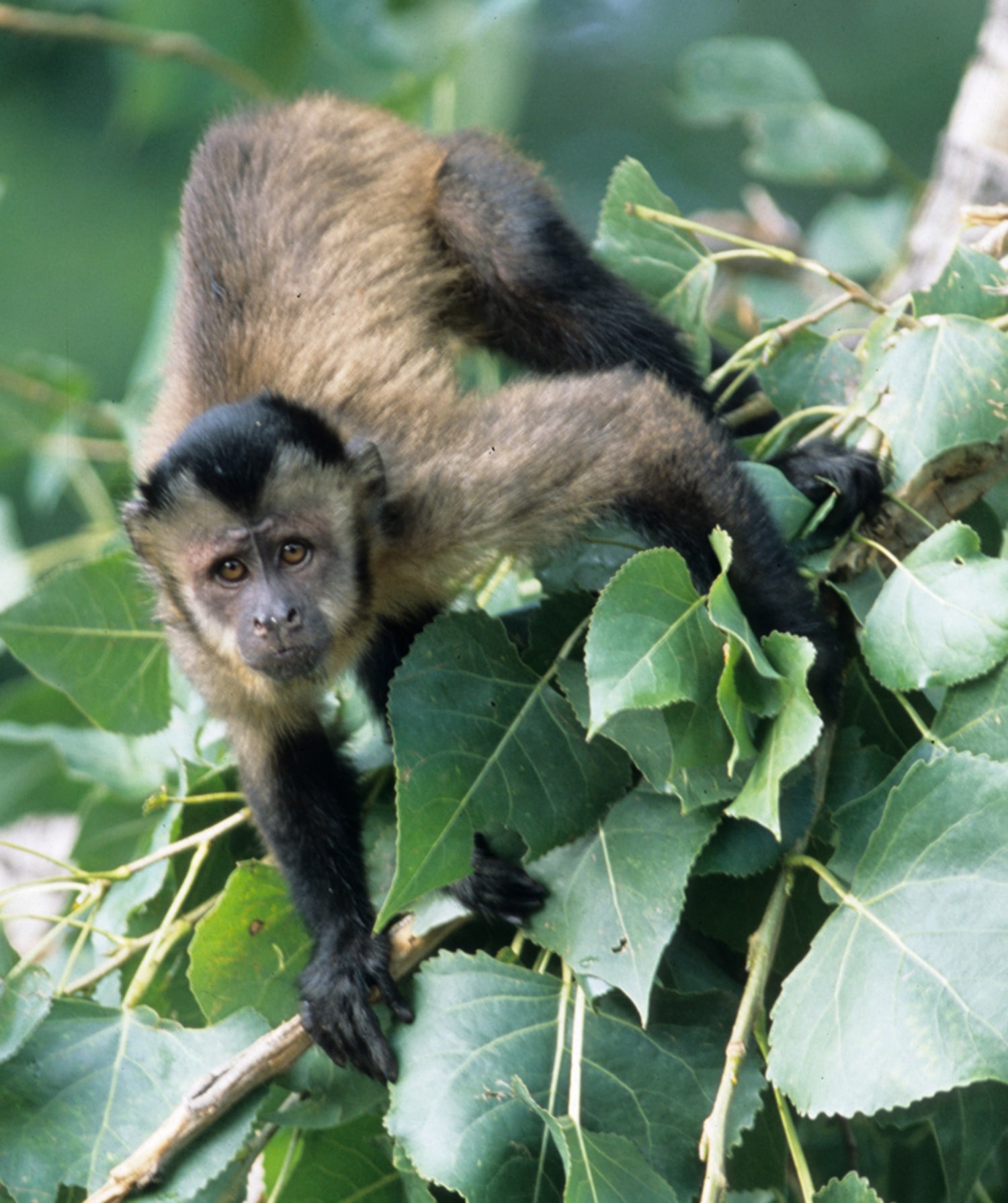 Monkeys in the City: The Urban Wildlife Syndrome and the